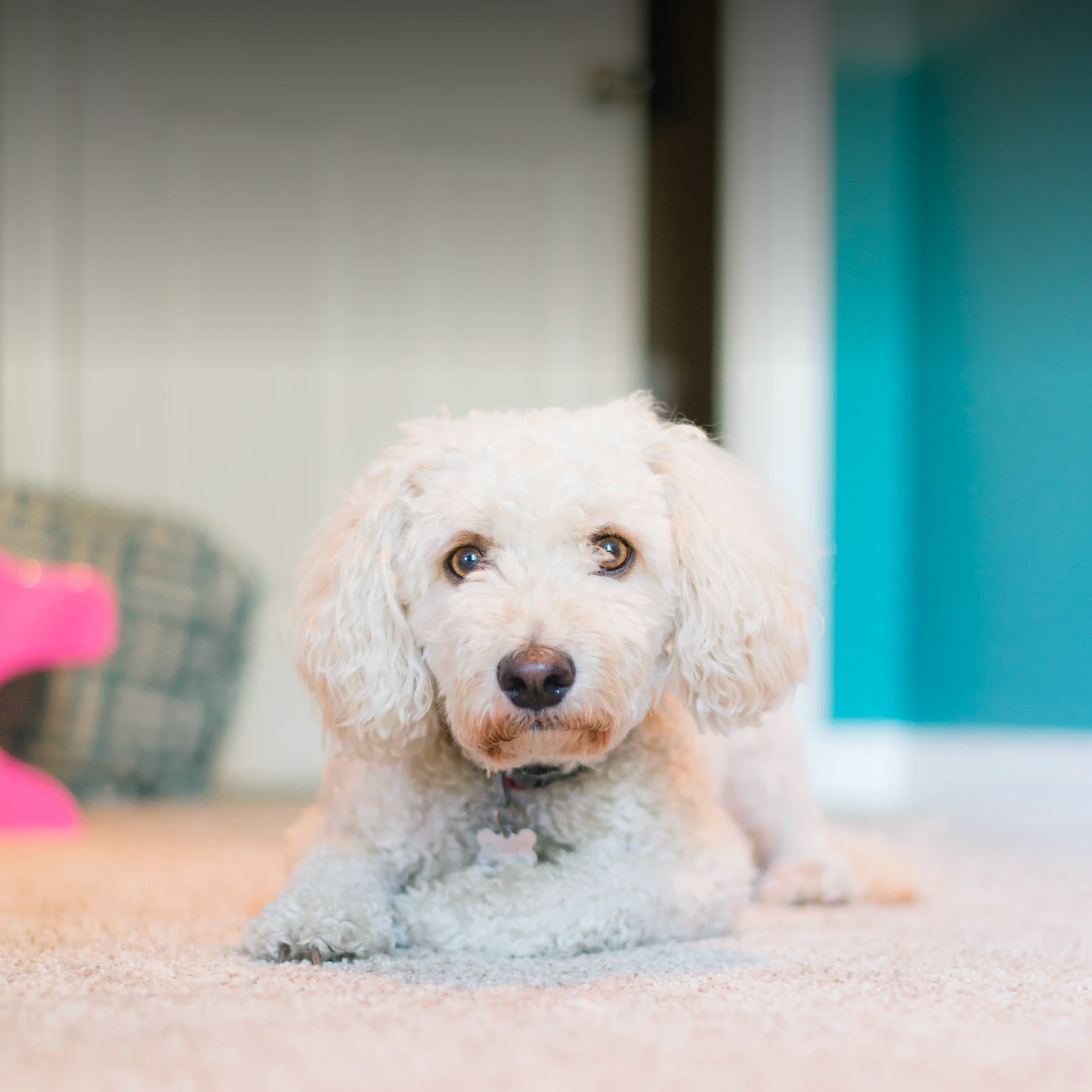 Spray to 2024 neutralize dog urine