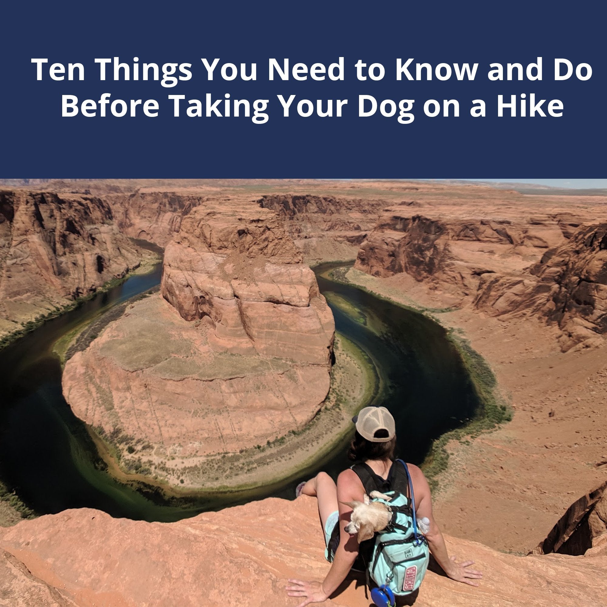 Taking Your Dog On a Hike