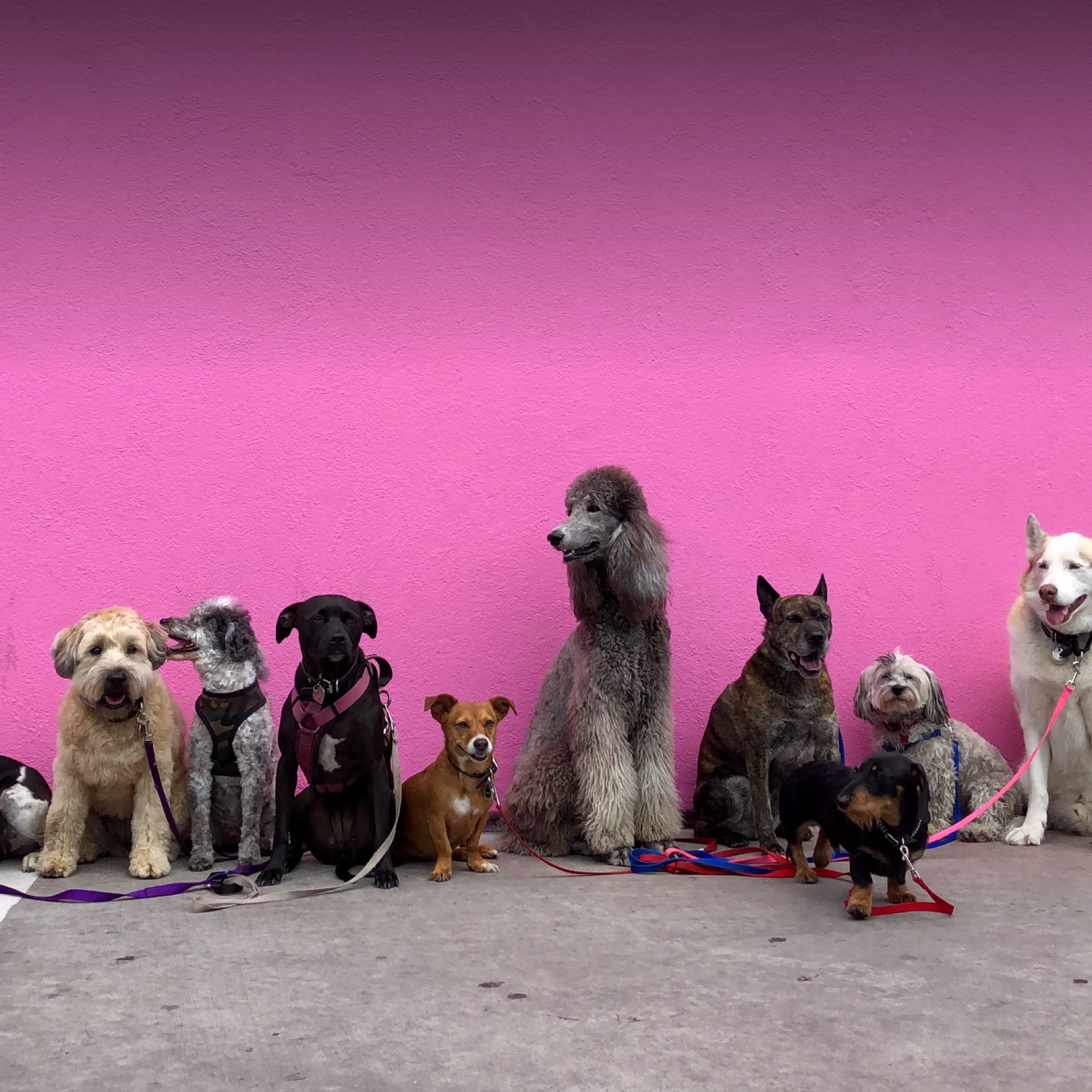 A lineup of different dog breeds against a pink wall