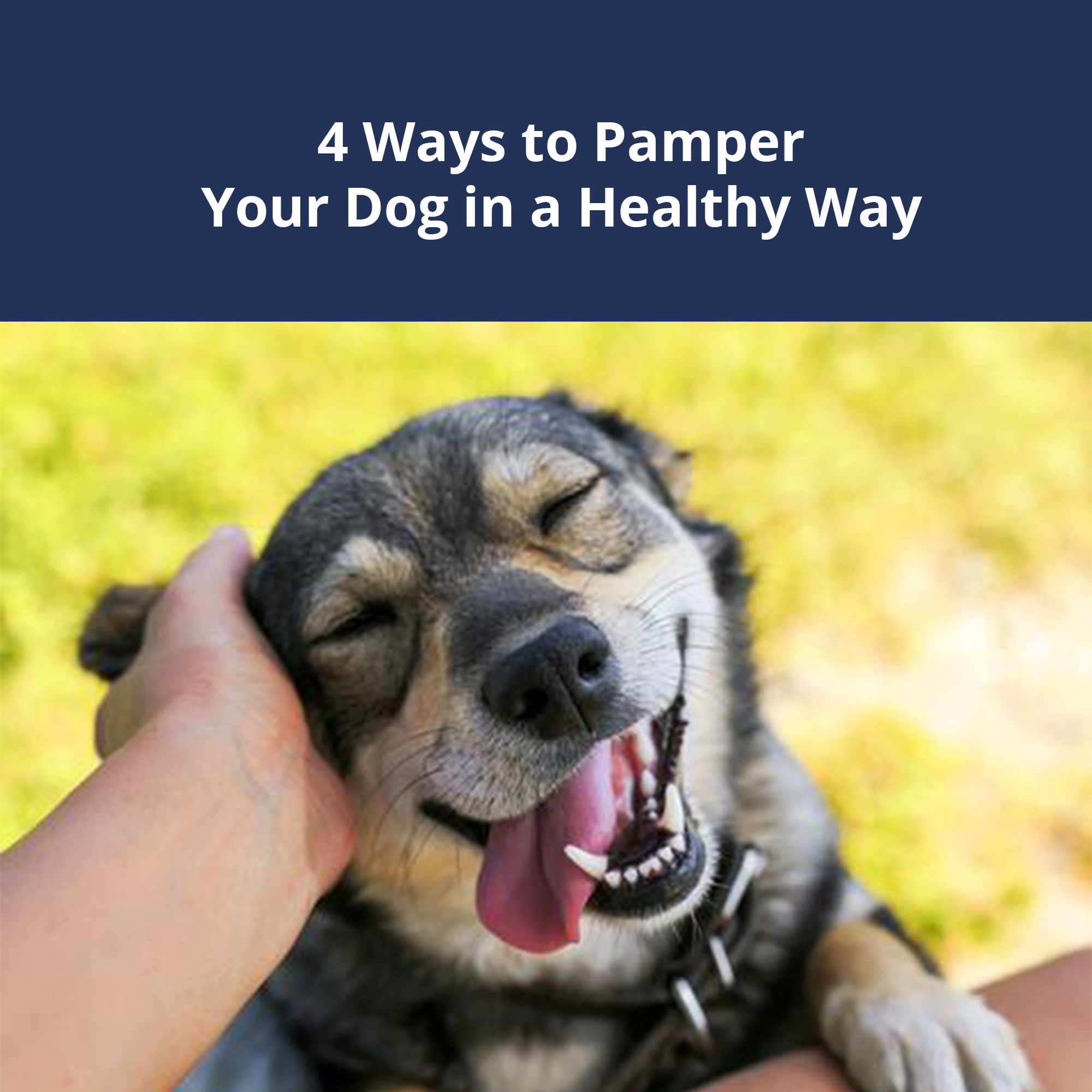 Pamper Your Dog in a Healthy Way