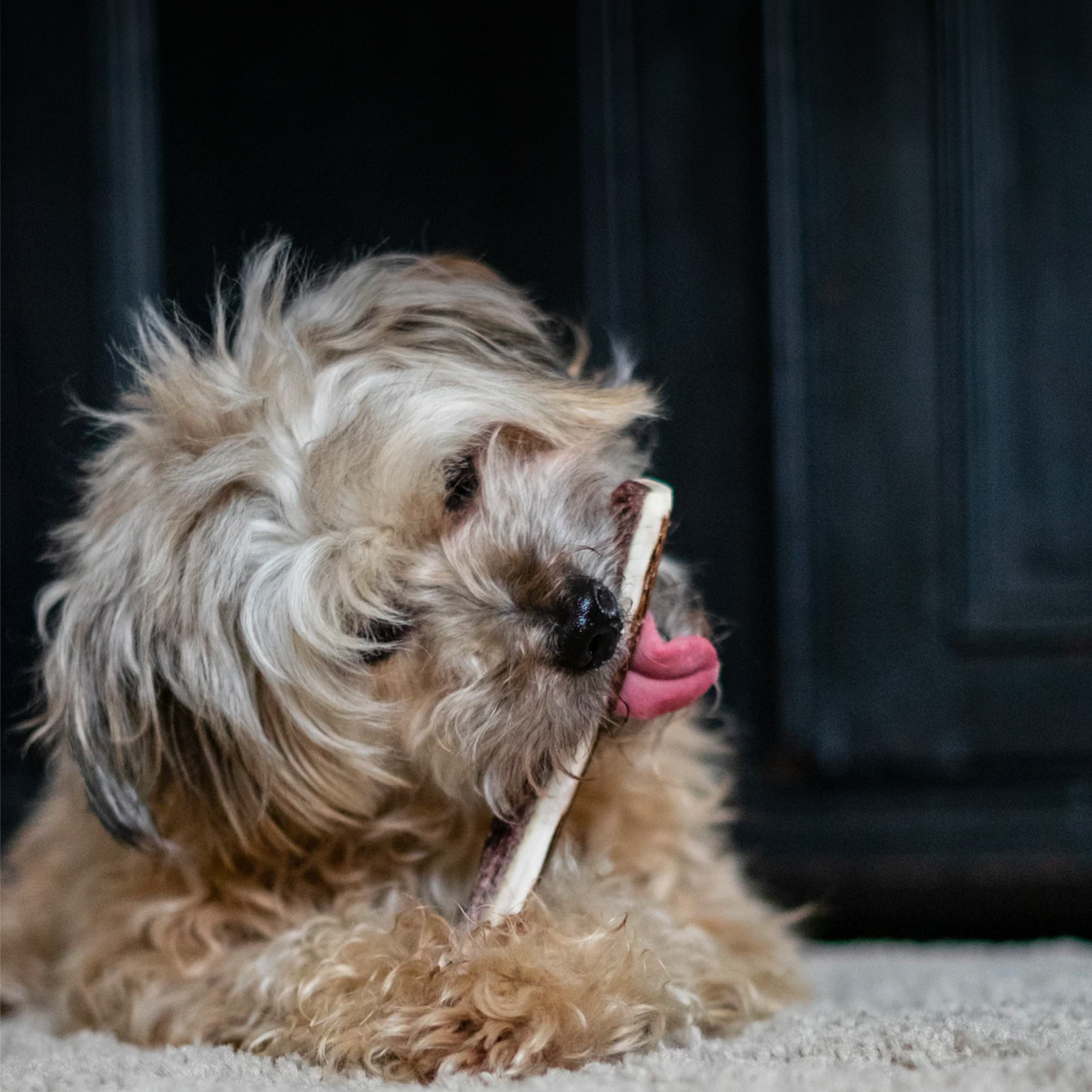 A mangy dog is shown laying on the carpet while chewing on a bone
