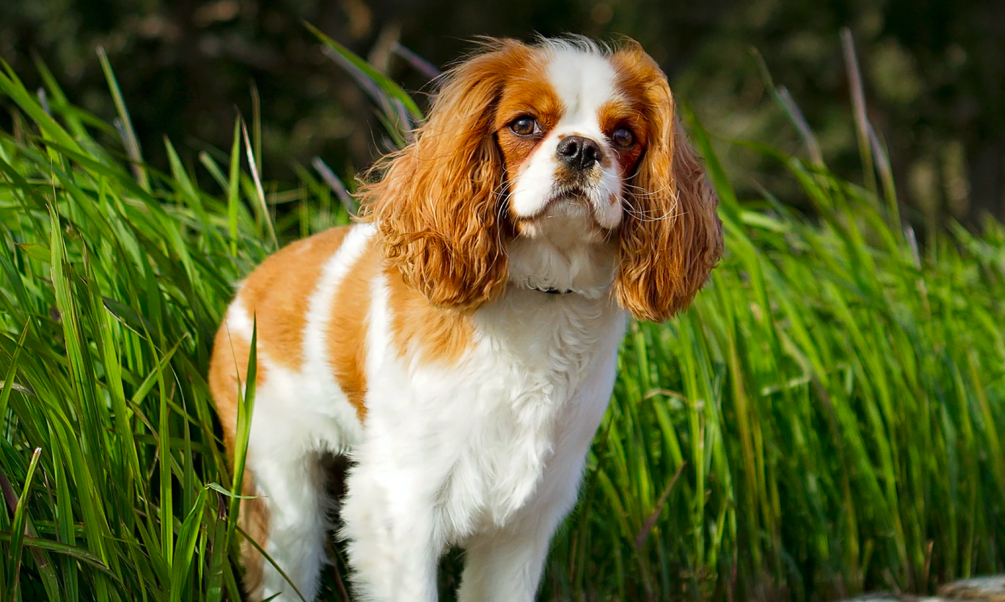 A King Charles Cavalier looks on from a grassy ledge