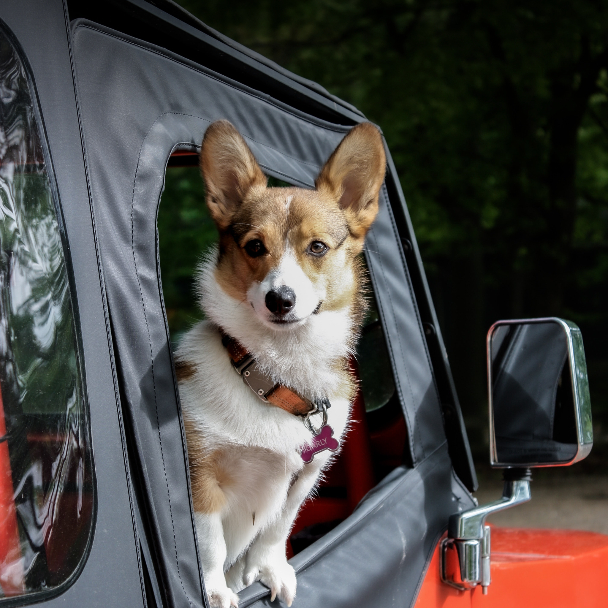  Safe and Fun Roadtrip With Your Dog