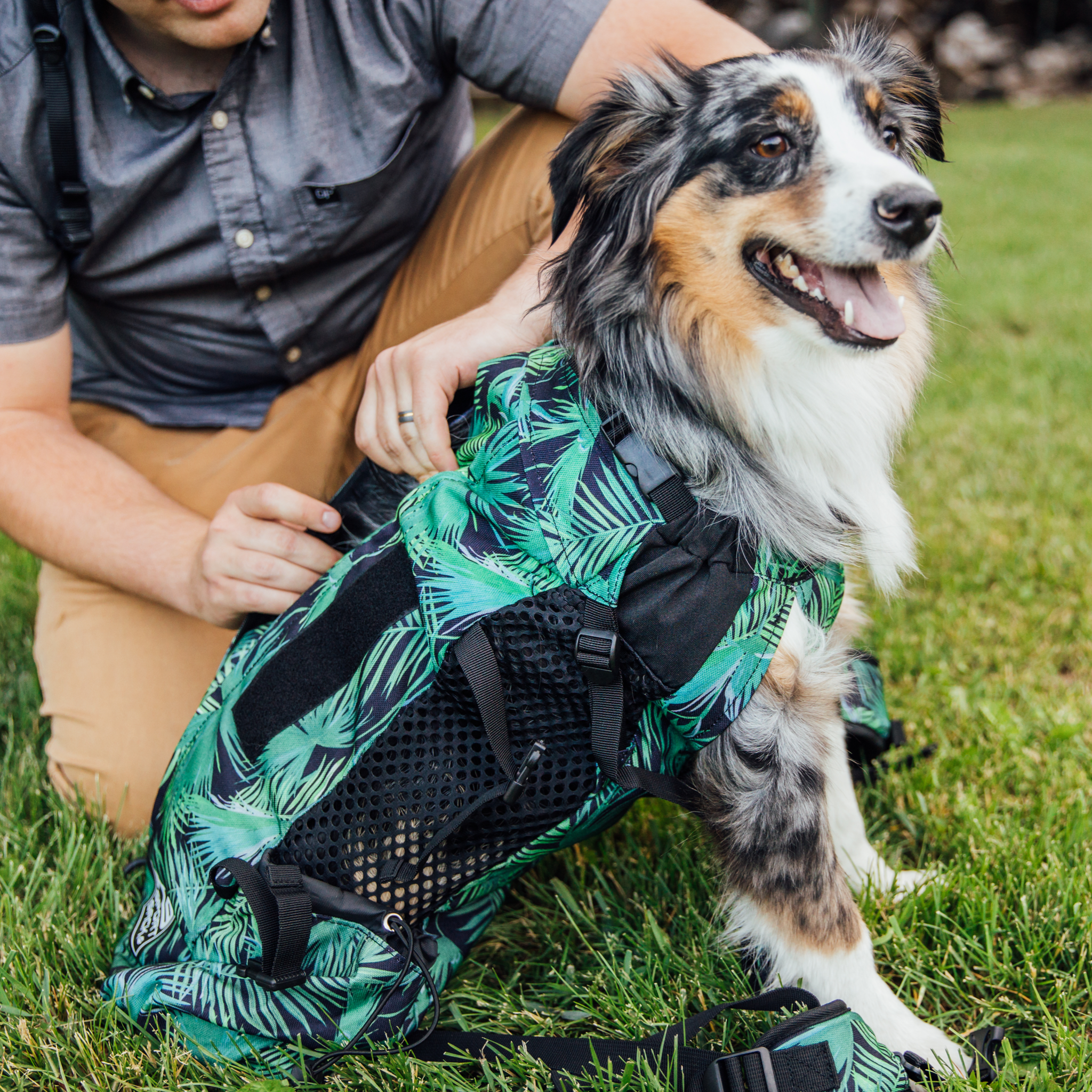 Dog In A Backpack Carrier