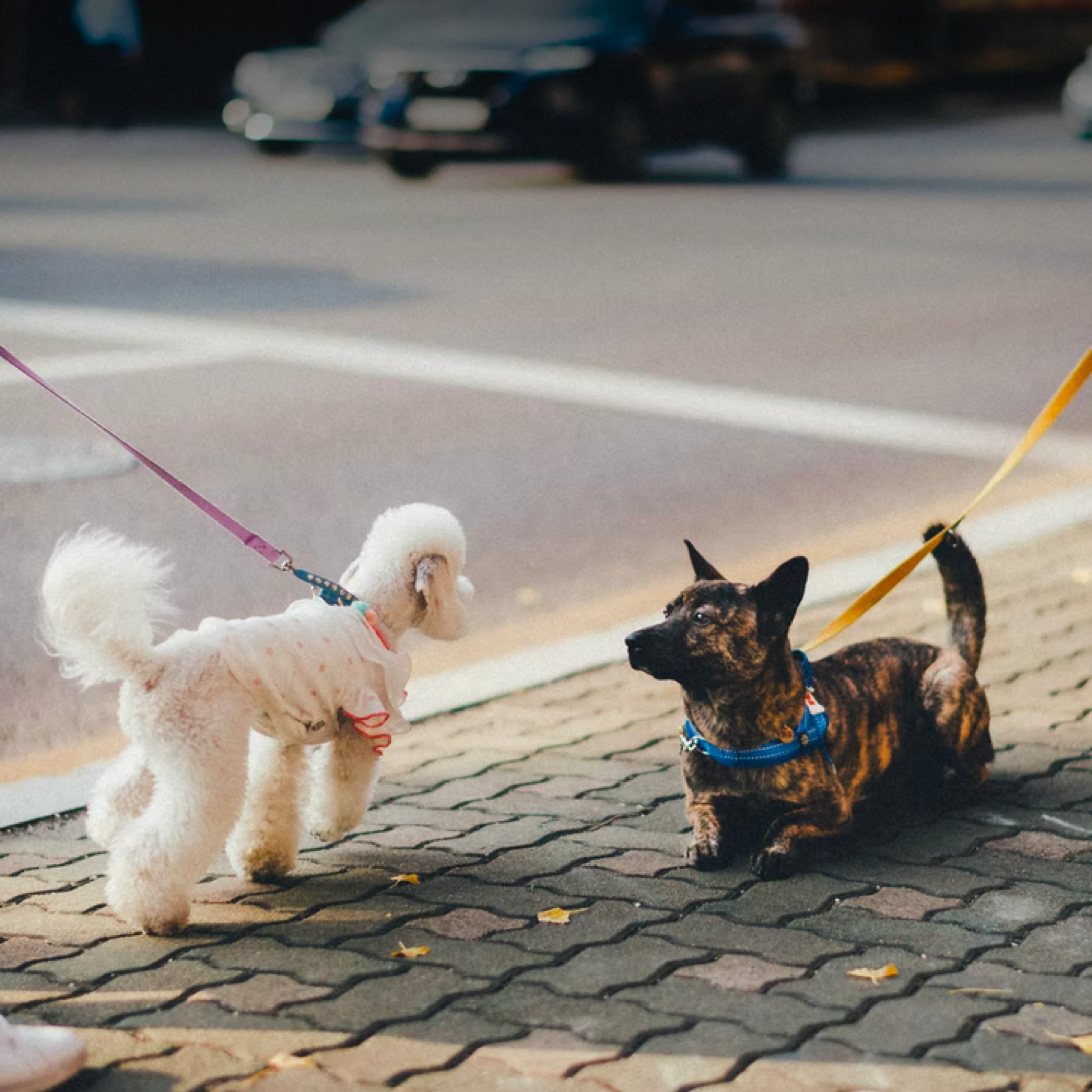 Two dogs on leashes meet up on the sidewalk next to a busy street