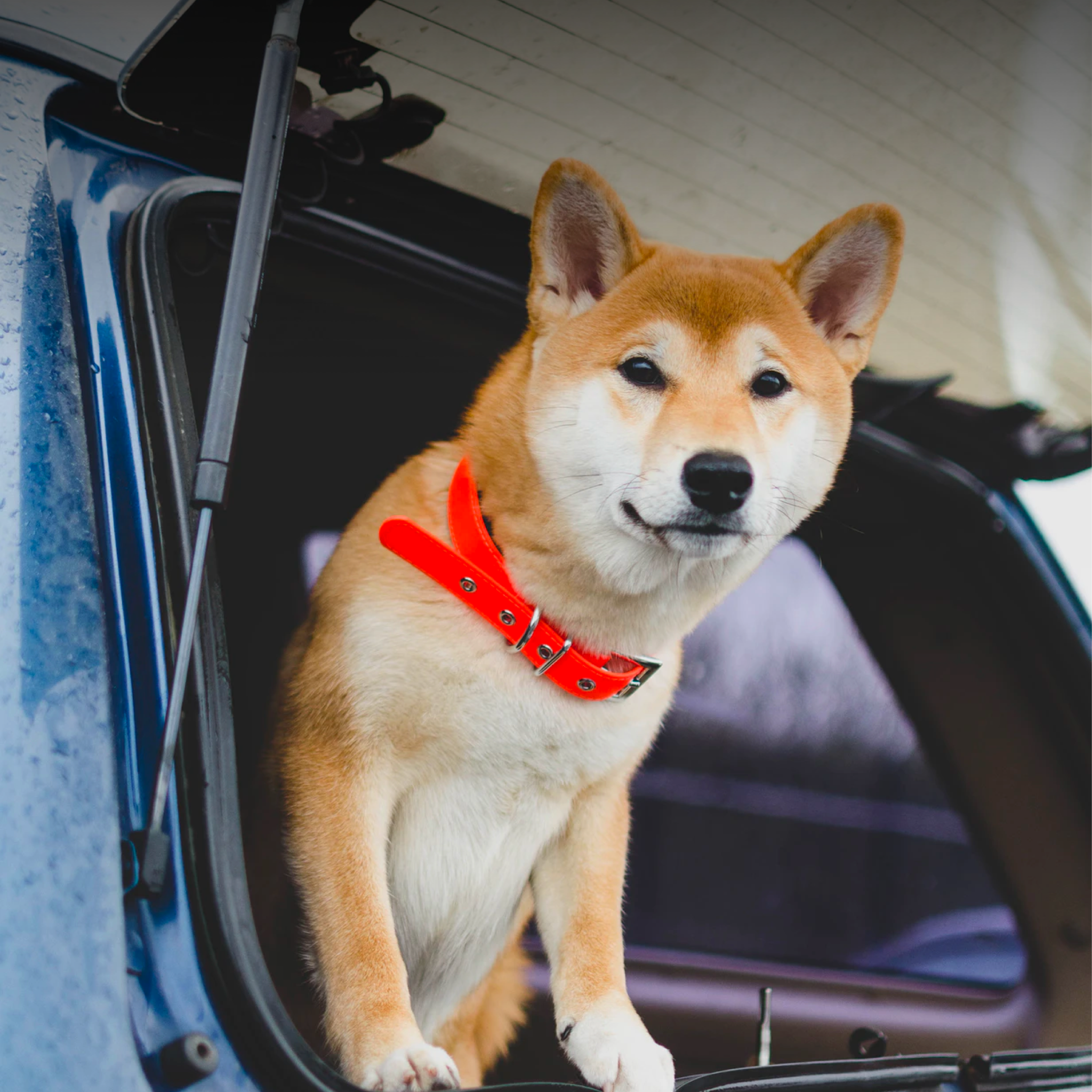 How to Keep your Dog Safe on Car Journeys