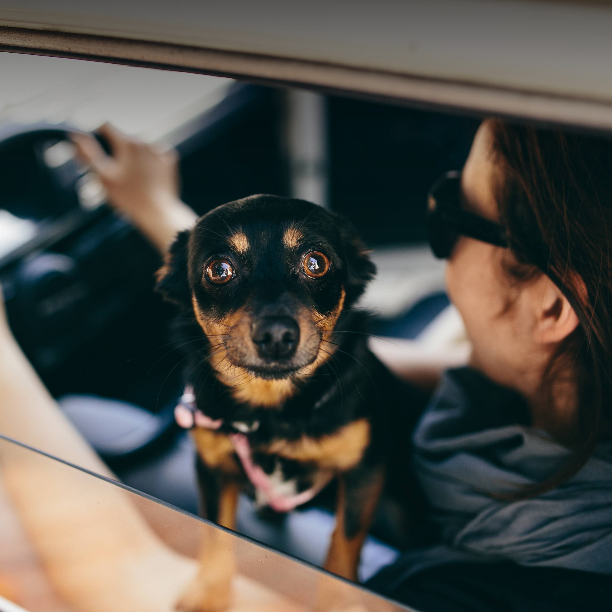 A small dog sits comfortably in its owners arms while looking out of a car window