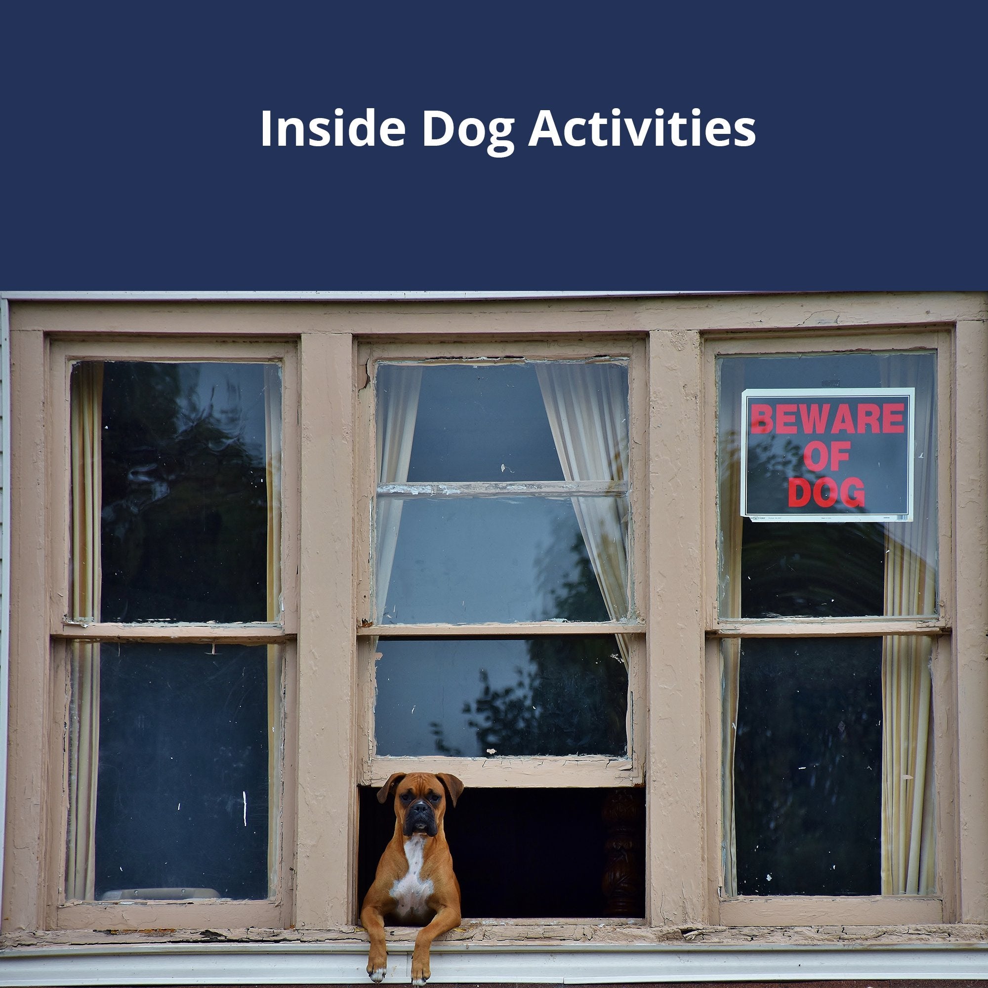 Inside Dog Activties