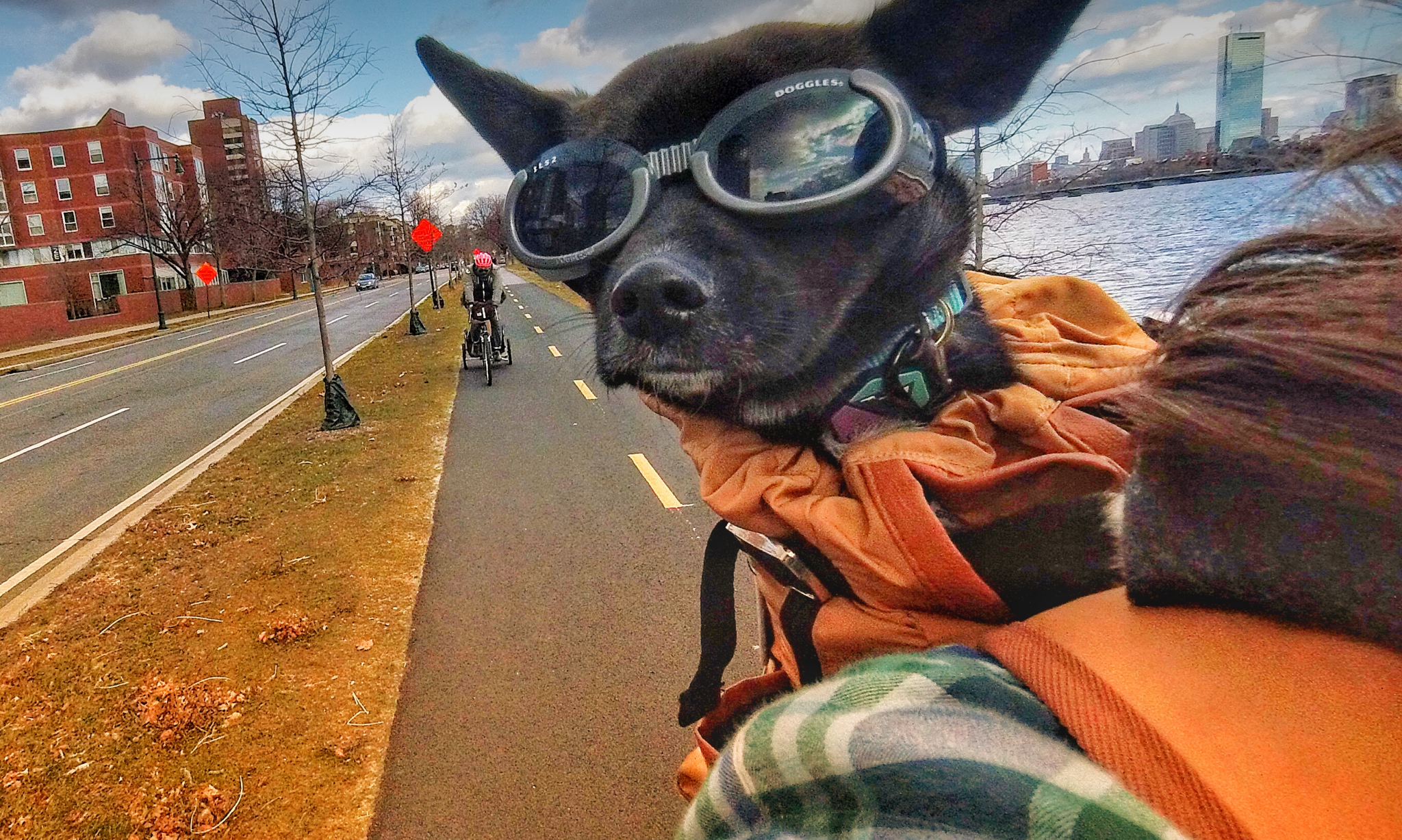 A dog named Watson sits on his owner's back while she rides a bike on a city street