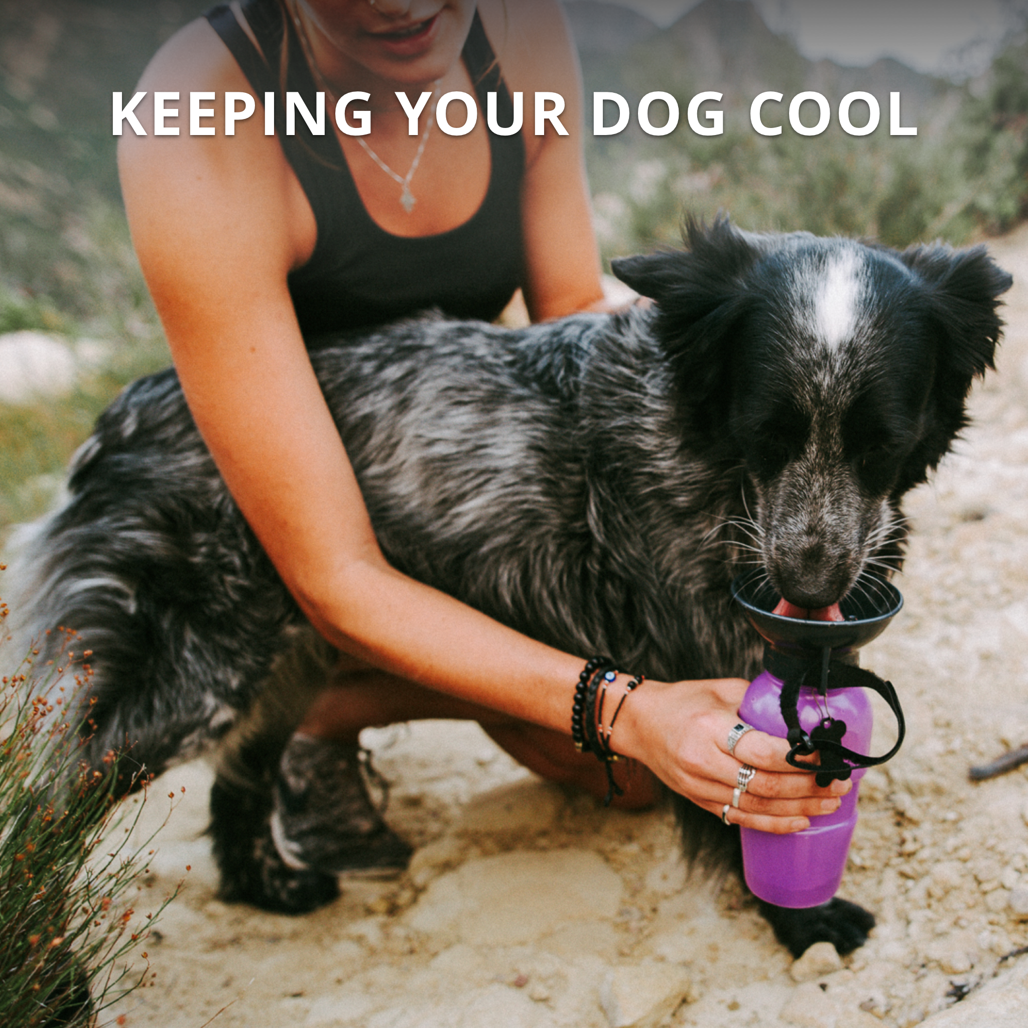 Keep Your Dog Cool This Summer