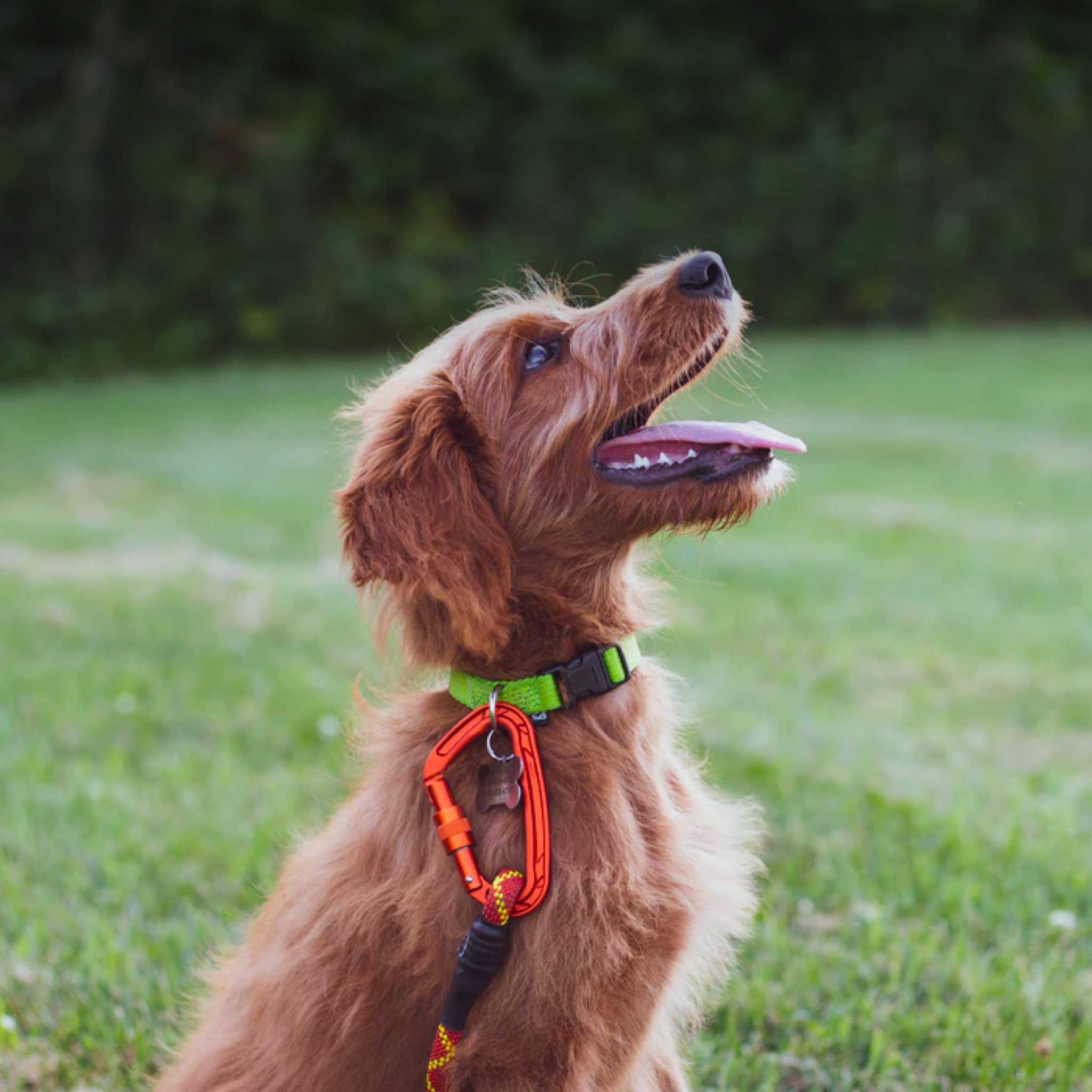 Best dog training sales accessories