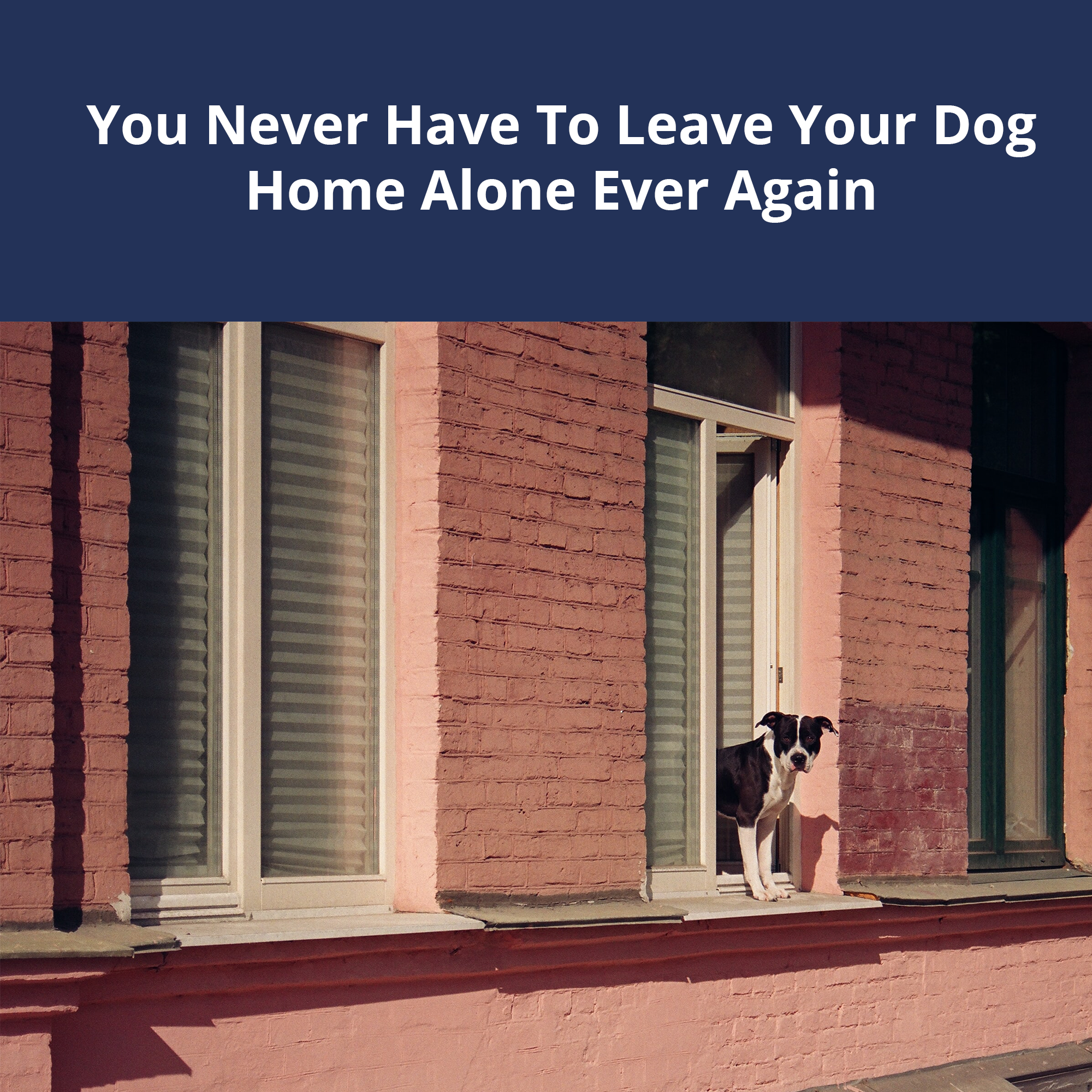 Never Have To Leave Your Dog Home Alone Ever Again