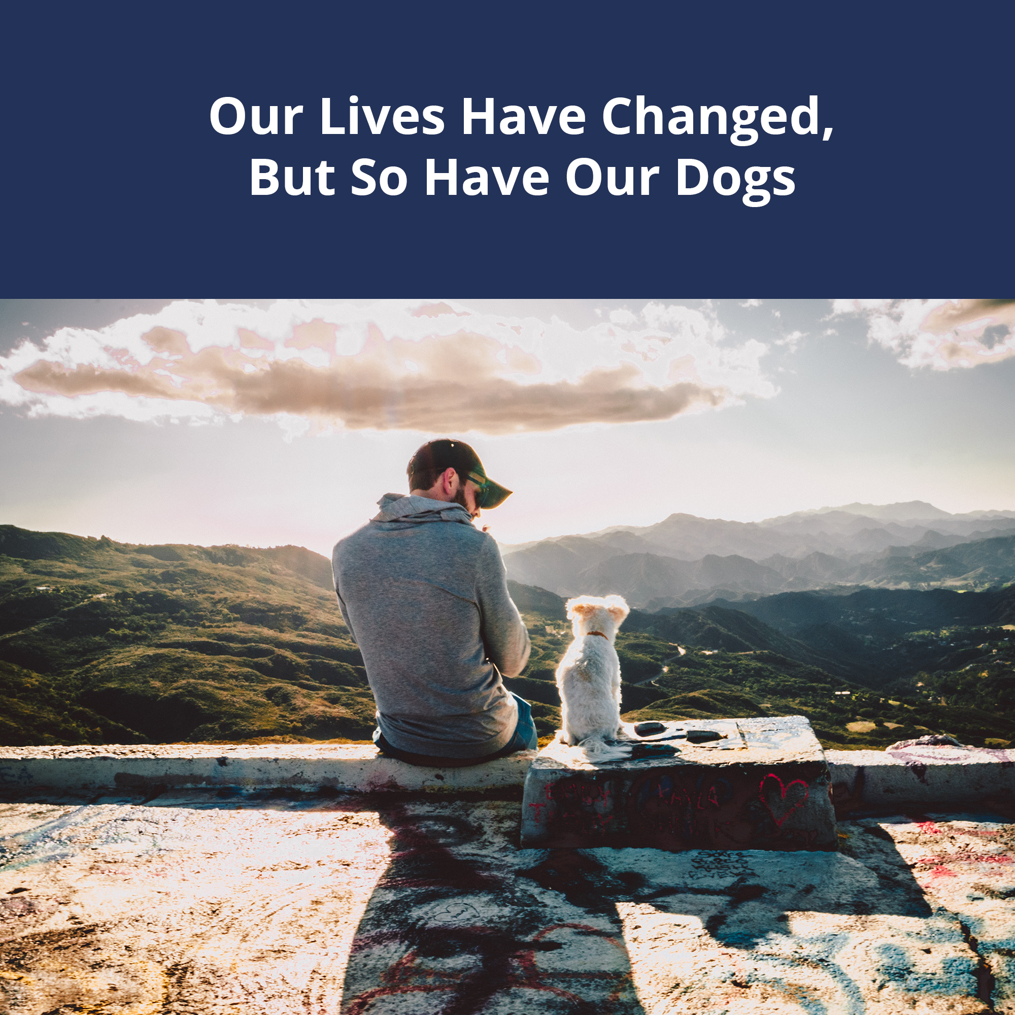 Our Lives Have Changed, But So Have Our Dogs
