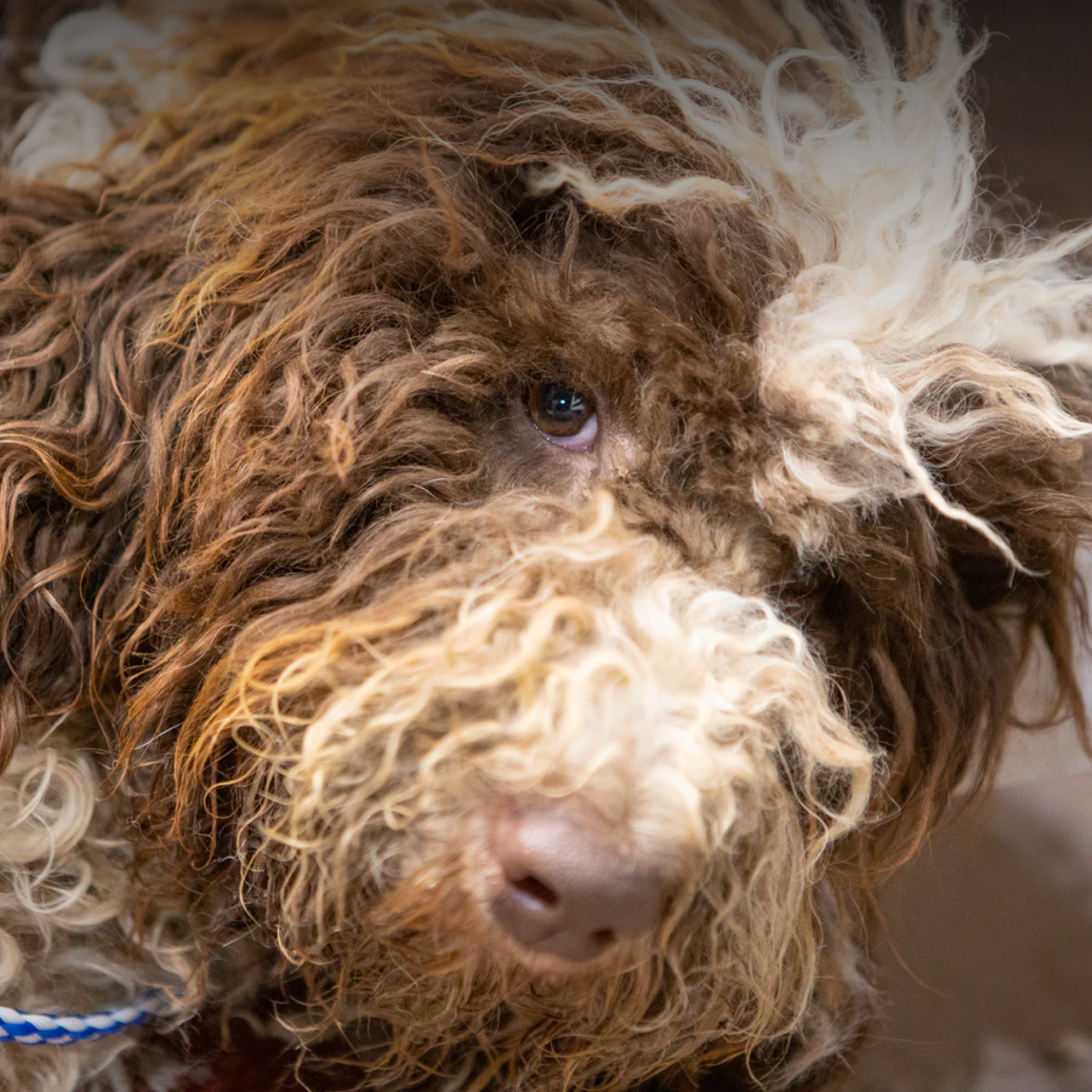 Resources for Abandoned & Neglected Animals