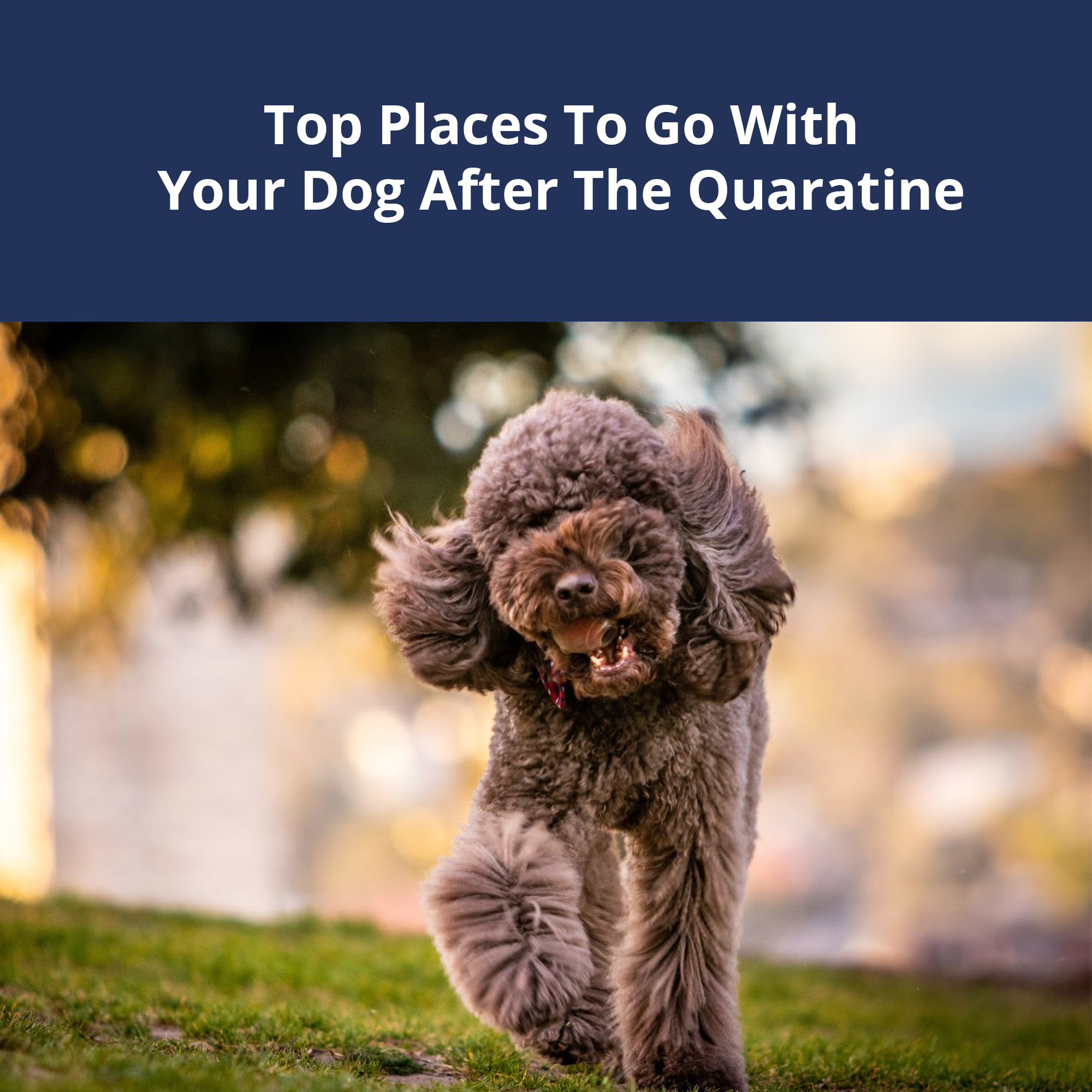Top Places To Go With Your Dog After The Quarantine