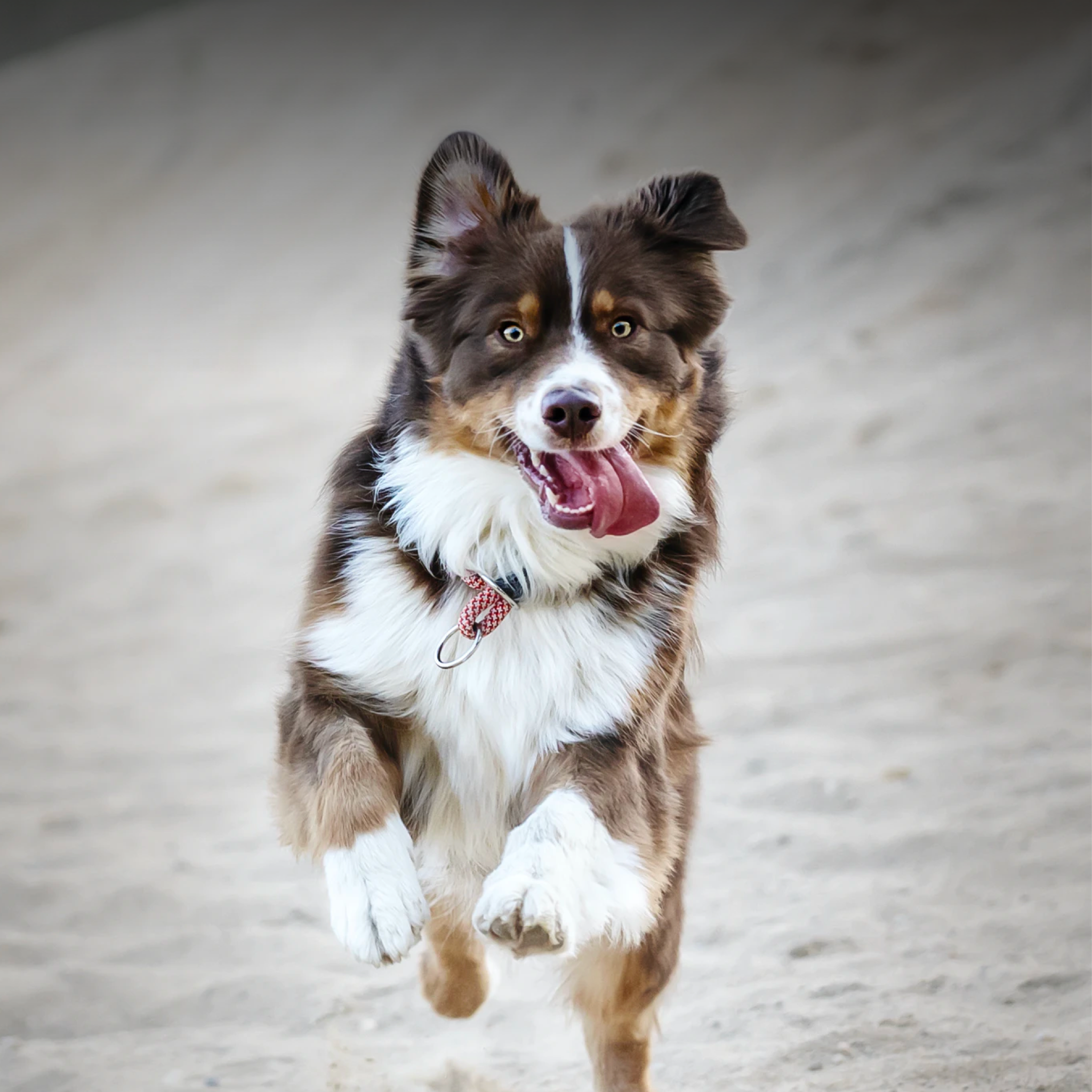 An excited Australian Shepherd runs free in the outdoors