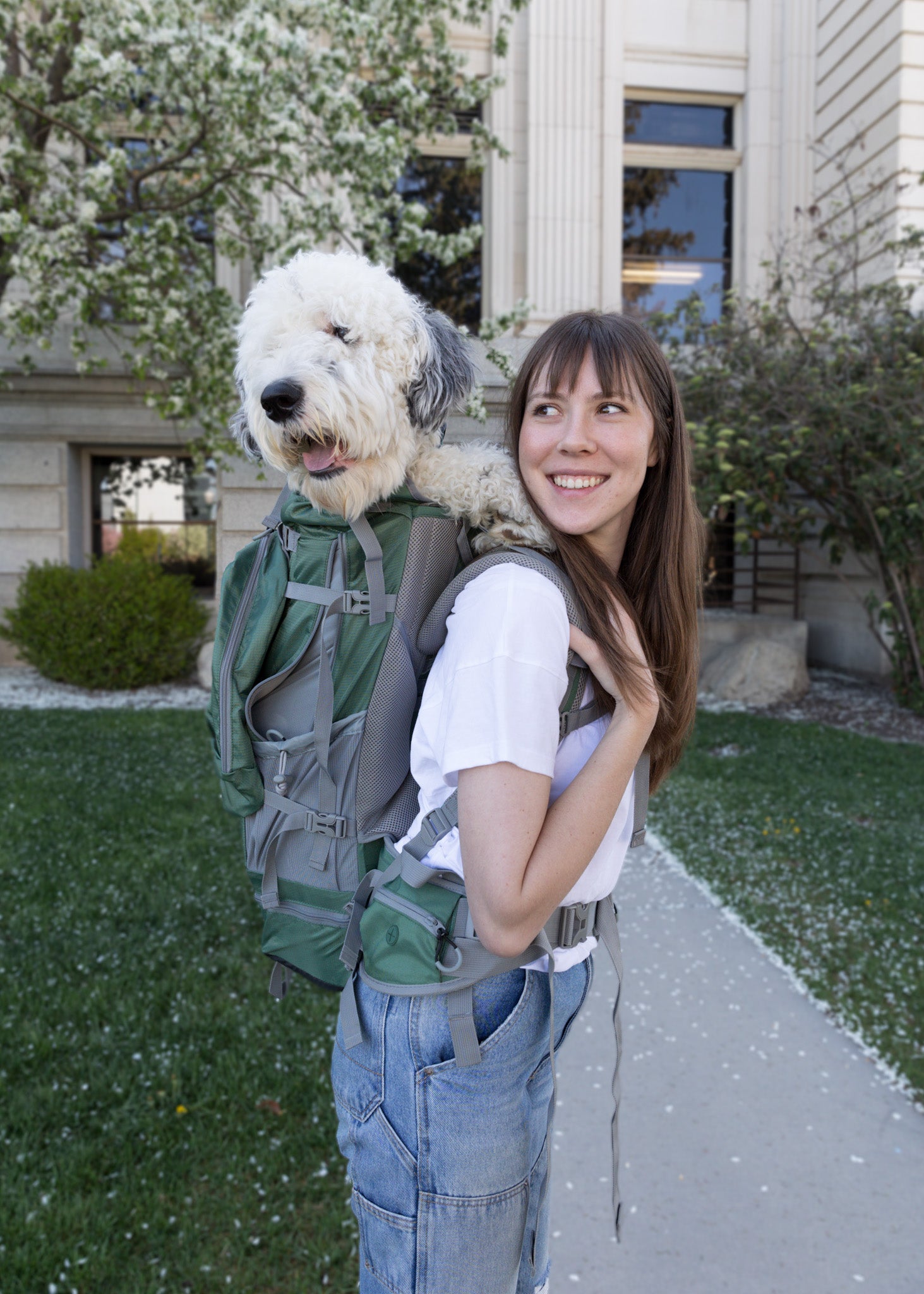 Best Dog Carriers for Medium Dogs