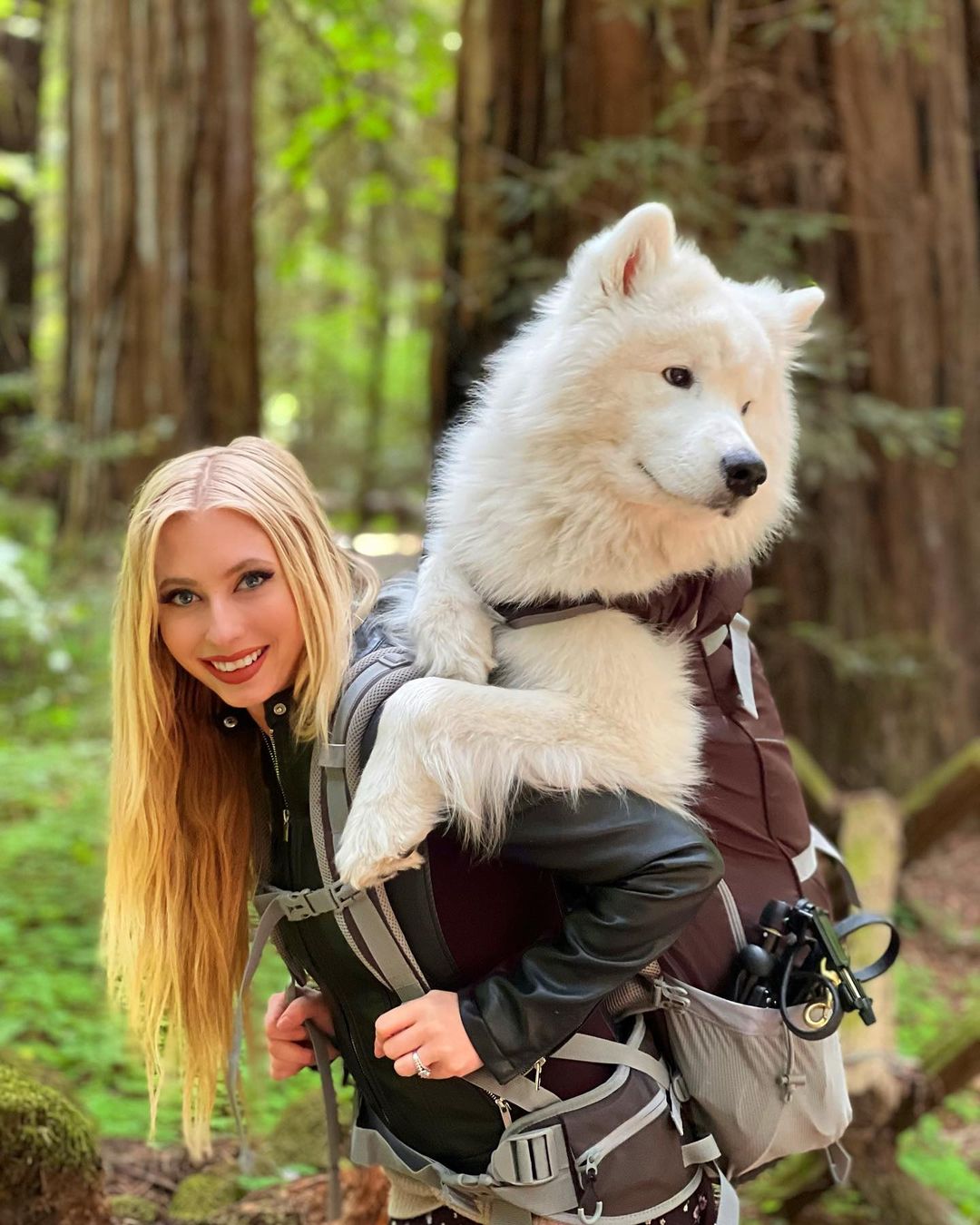 Best Dog Large Dog Backpack Carrier For Hiking To Wear UK Xxl Dog