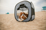 small dogs in pop up beach tent 