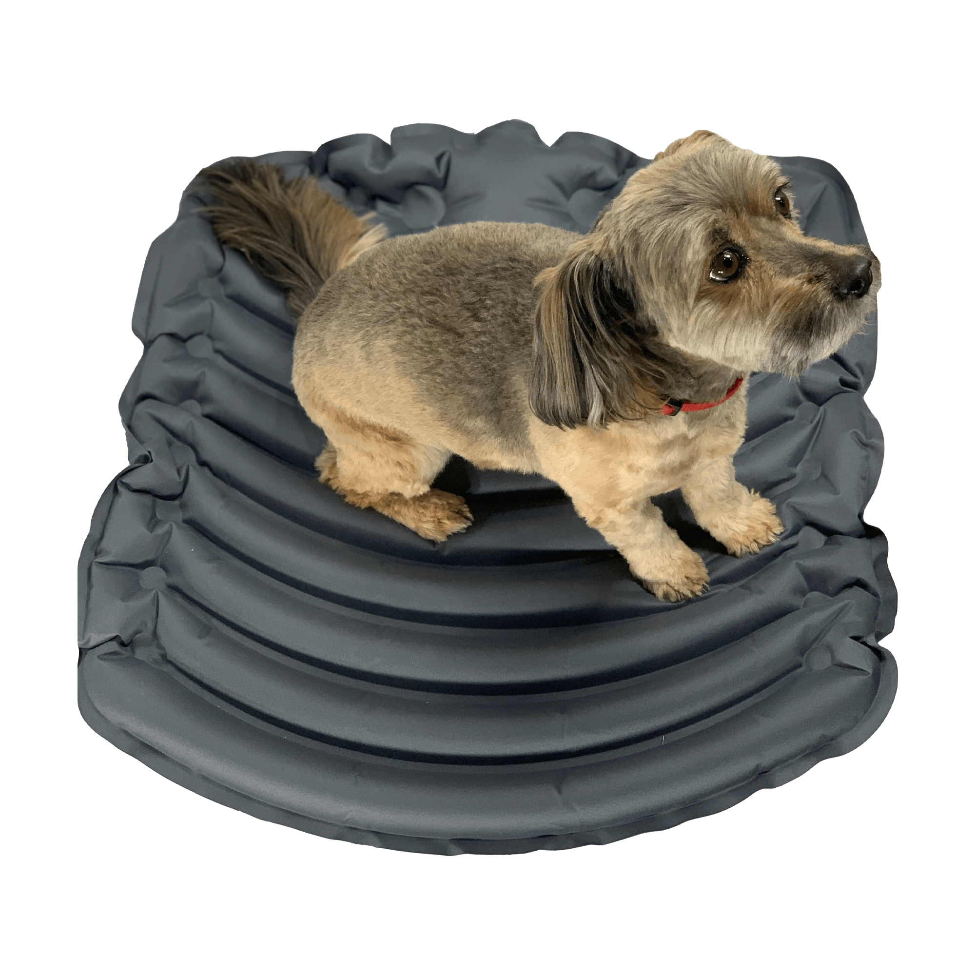 Dog Bed