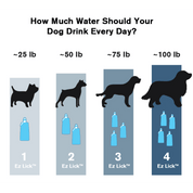 Dog water drinking cycle