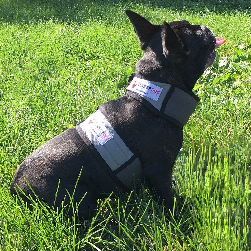 K9 cooler deals