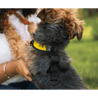 Puppy showing Harness 