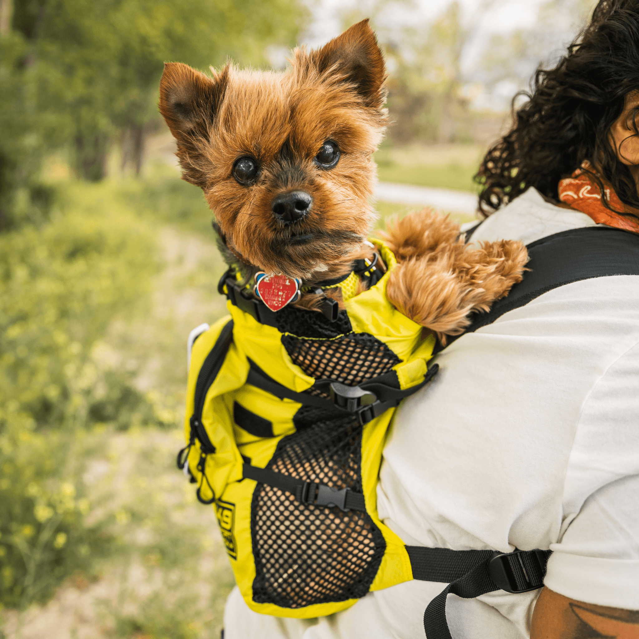pet in the backpack
