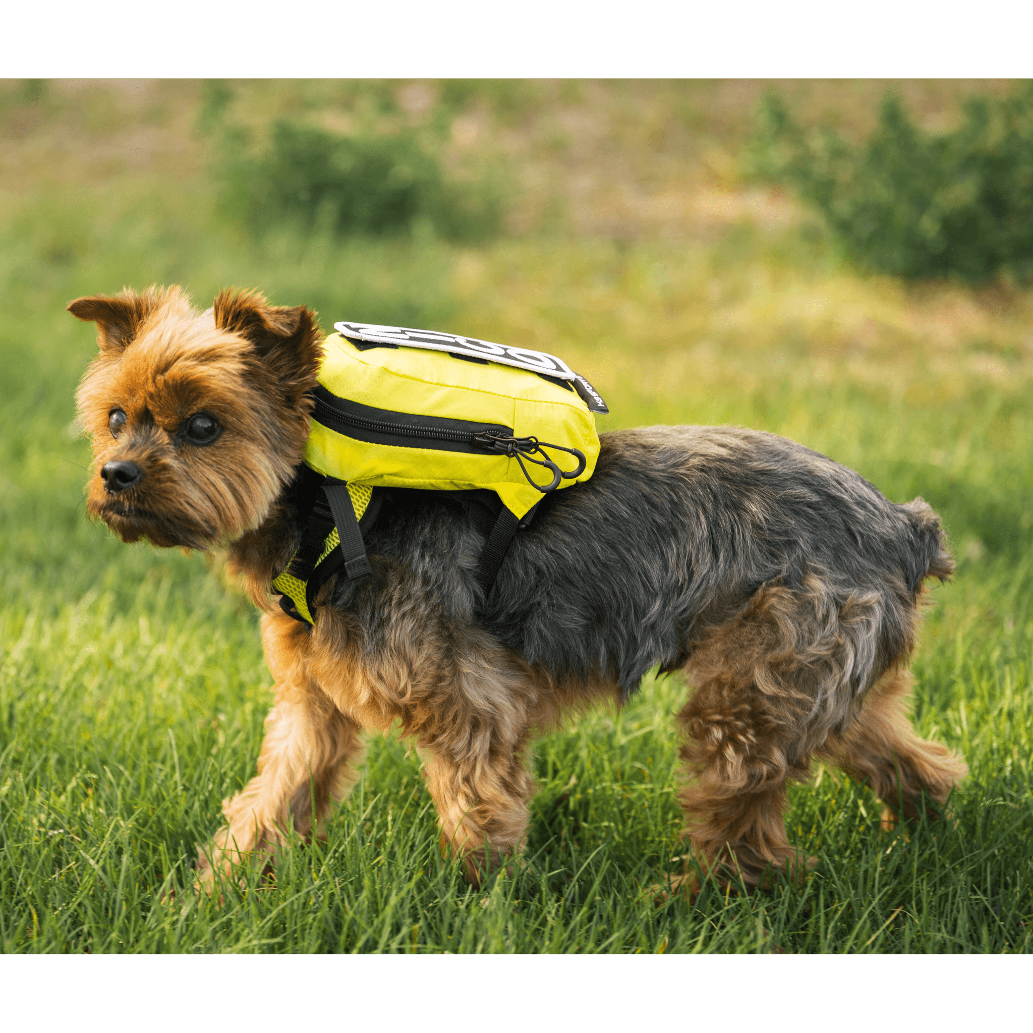 Pet sales backpack harness