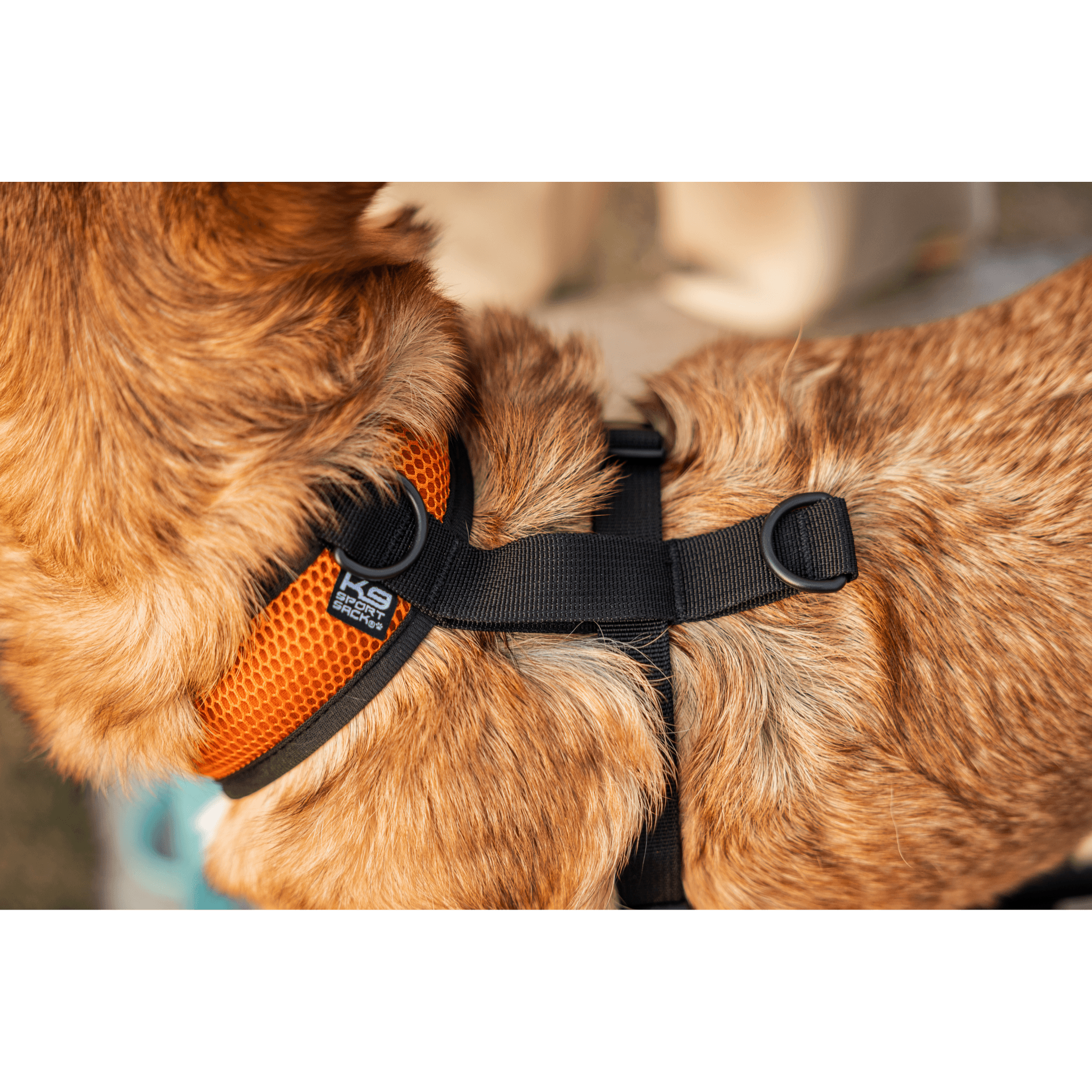 embroidery dog harness