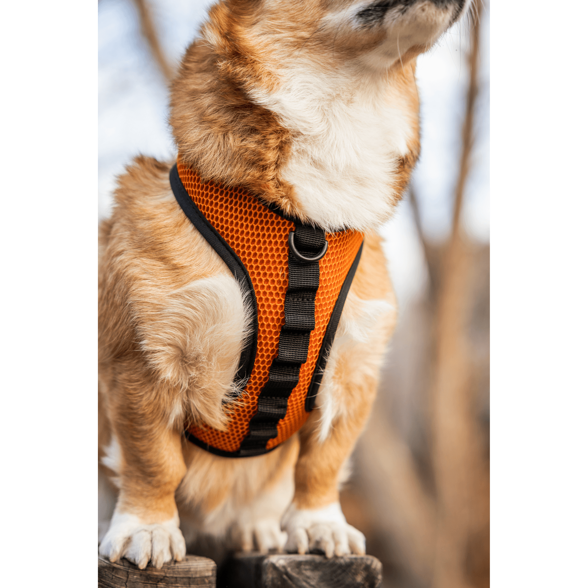 Harness For Dog