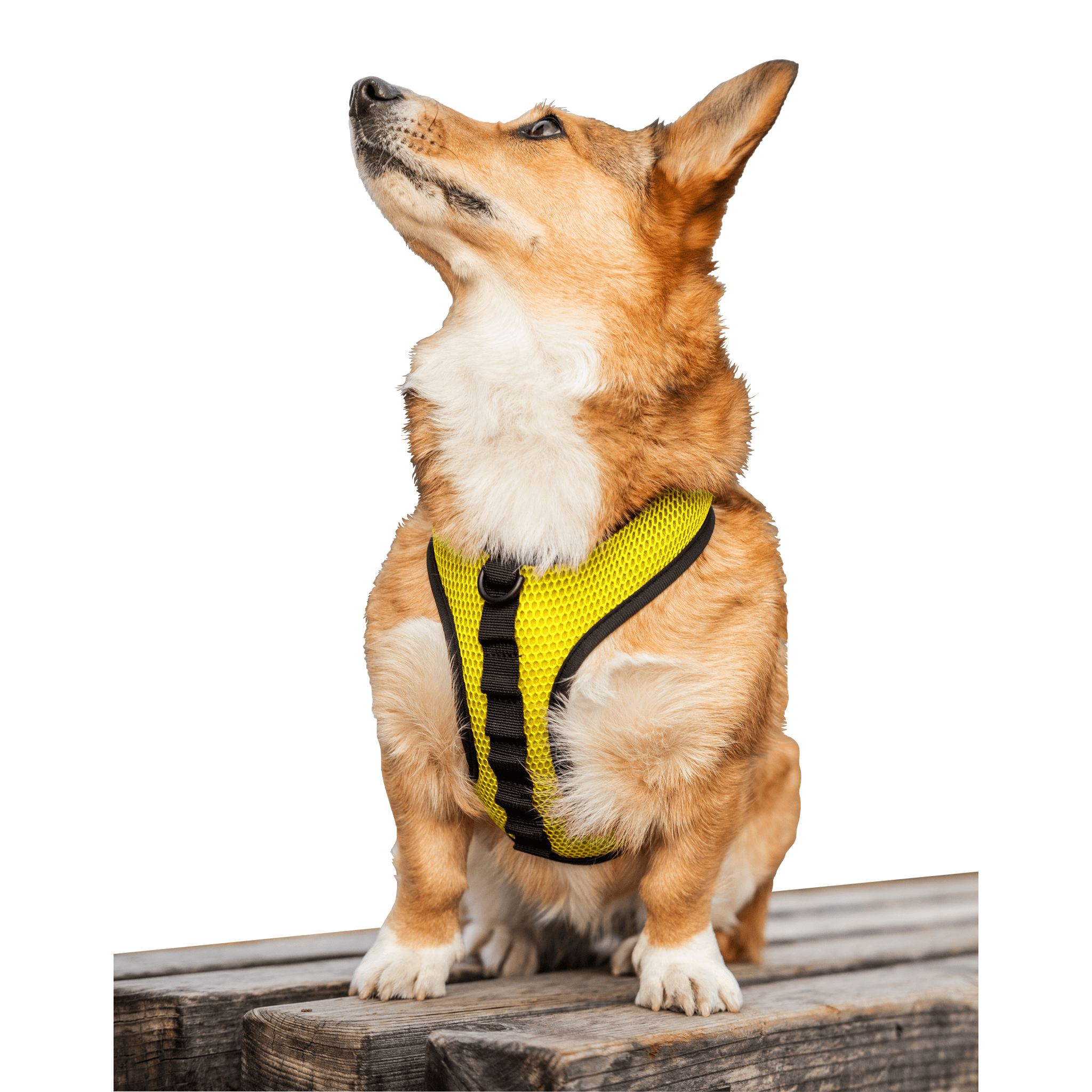 k9 Sport Harness Embroidery