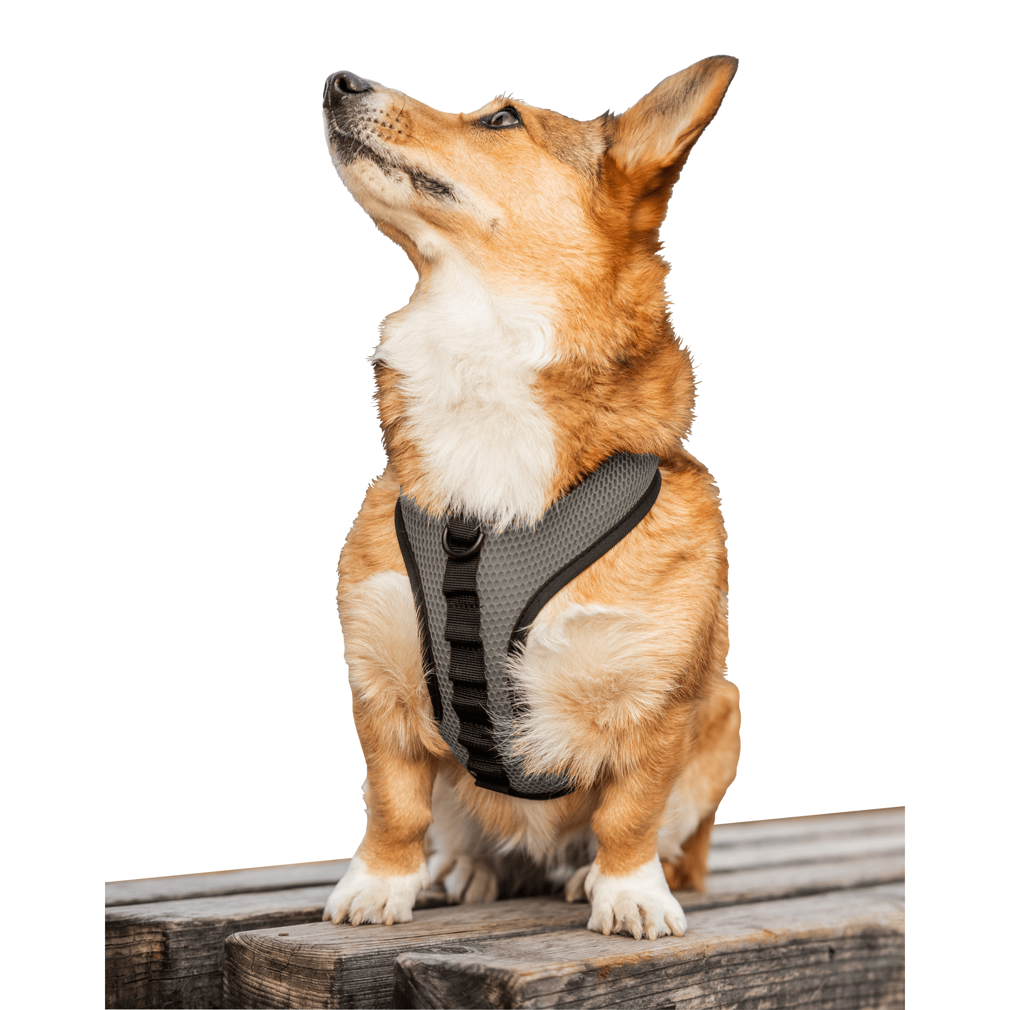 sport no pull dog harness