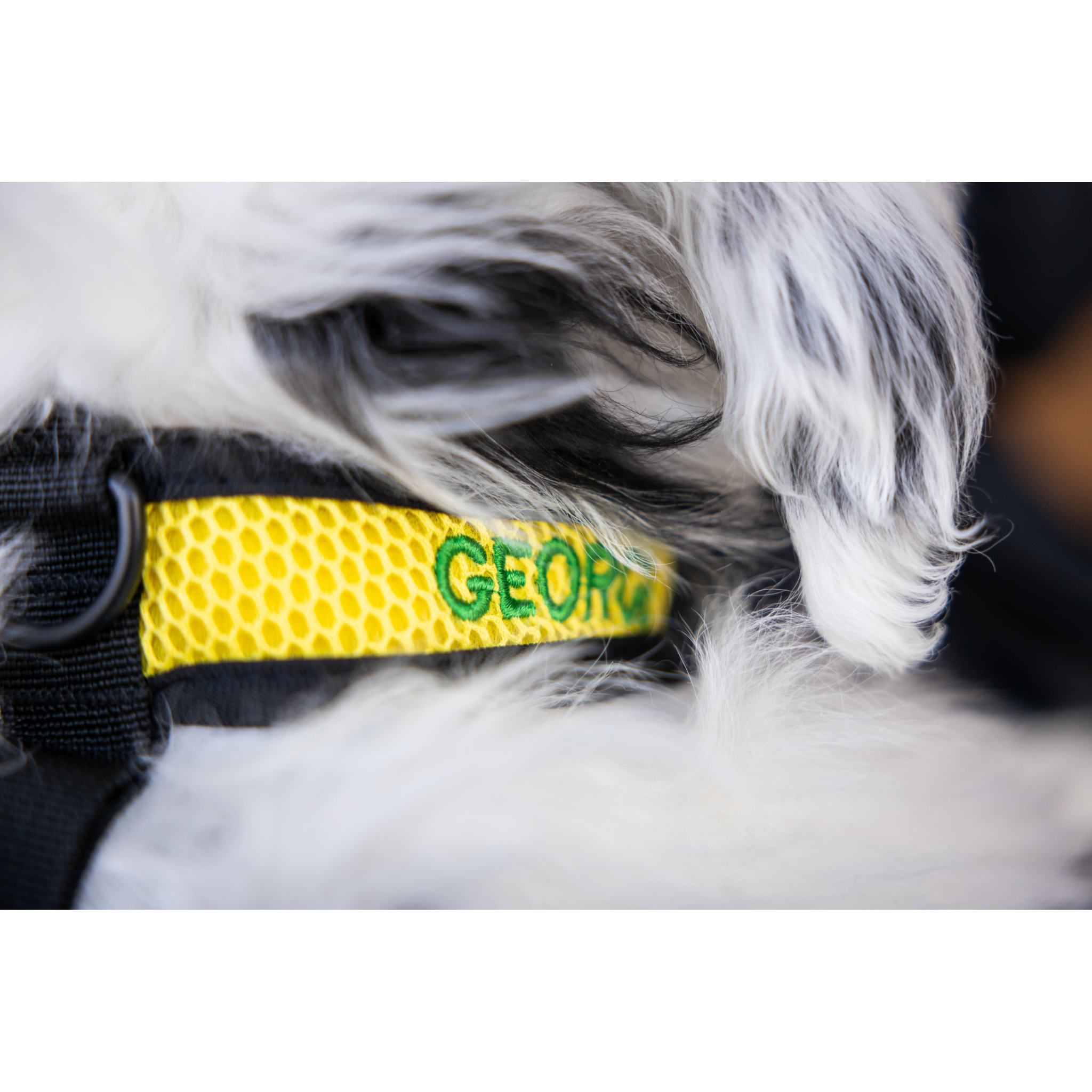 dog sport harness