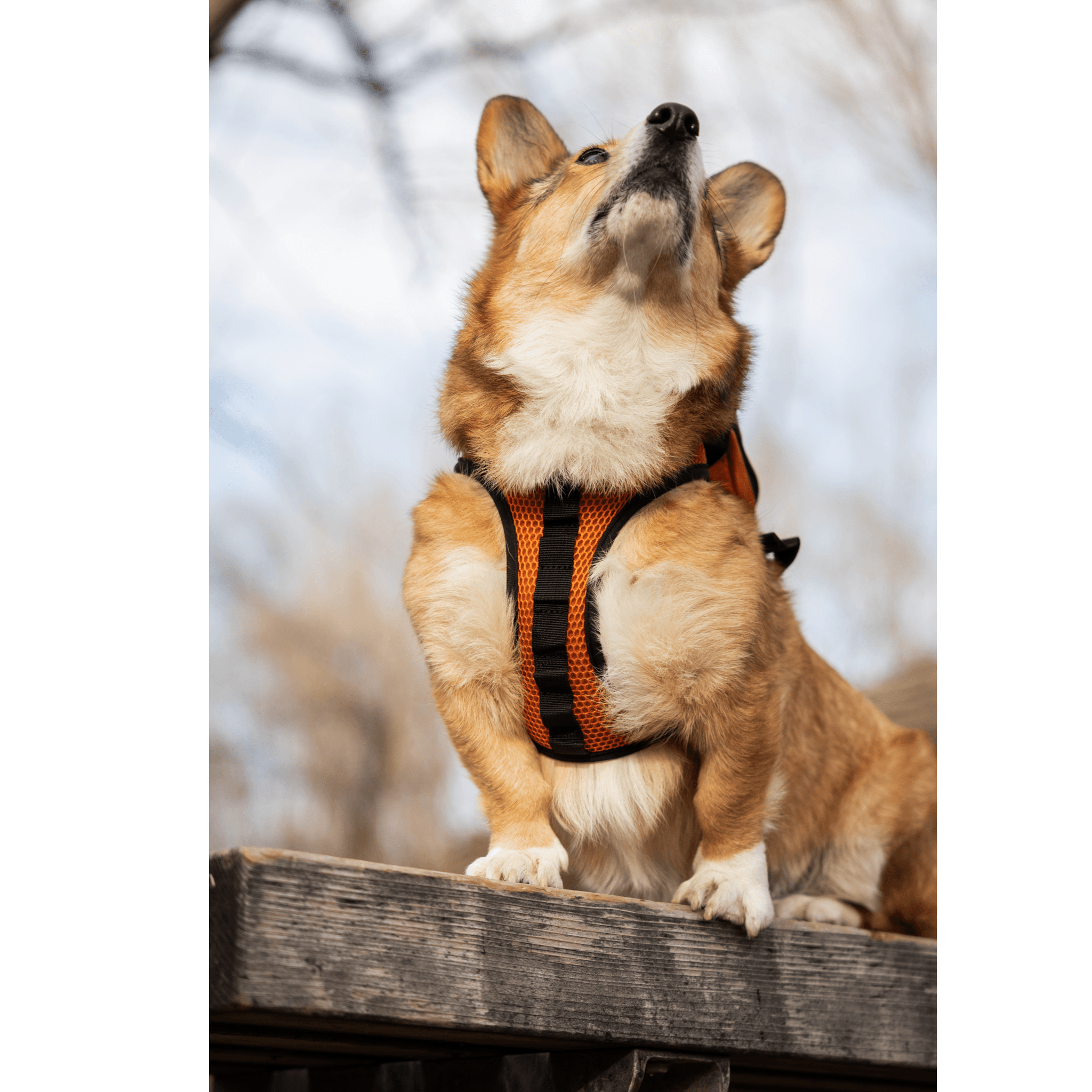 K9 Wolf Side Bags for Harness (pair) – Maximum K9 Services