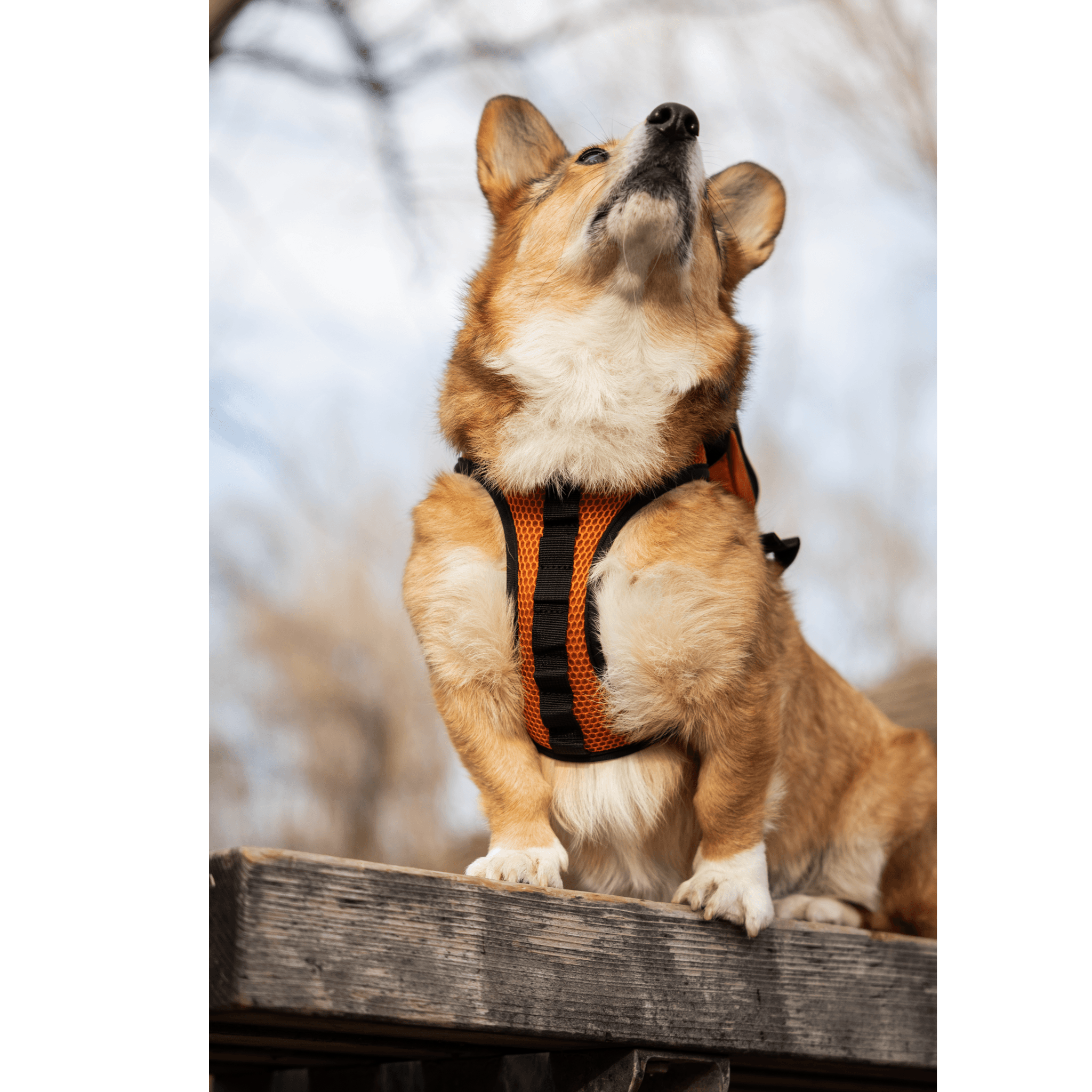 K9 sport sack corgi sales