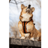 Dog in the park bench