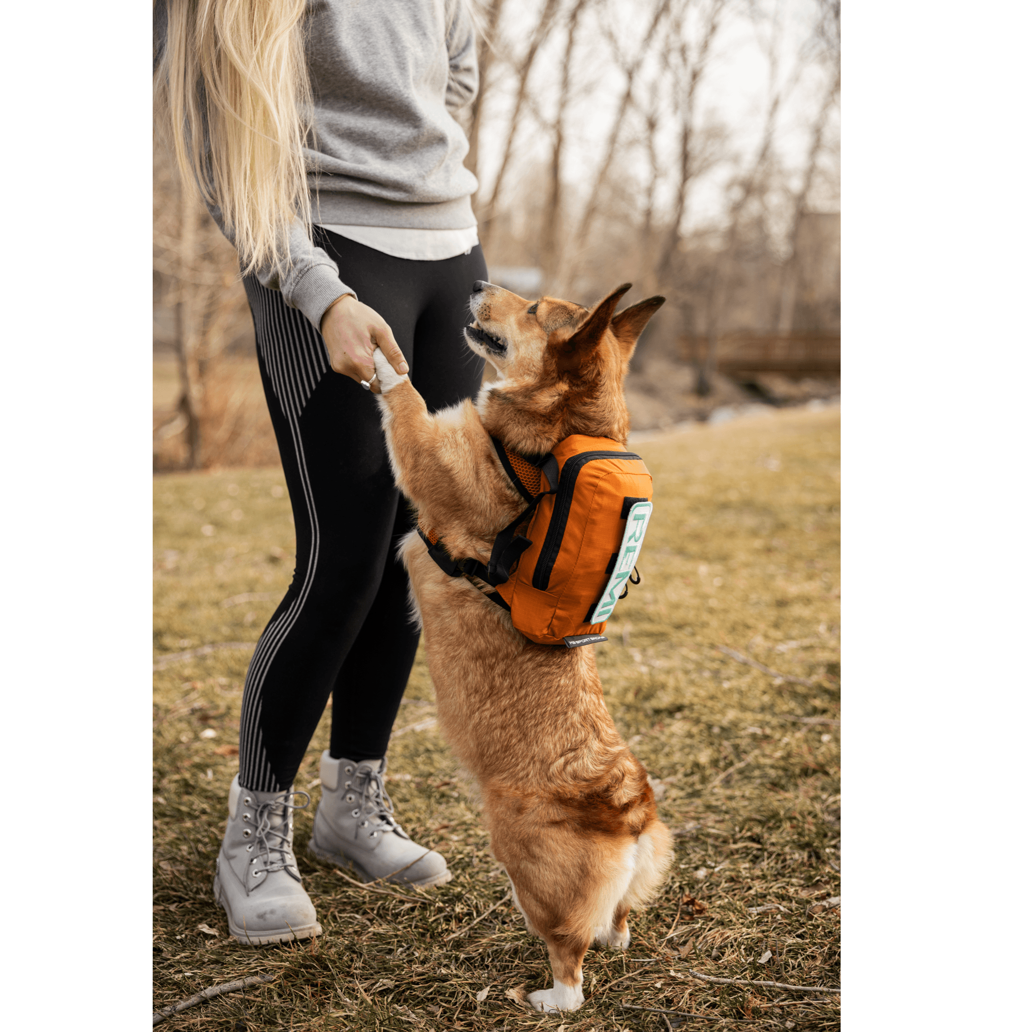 Dog harness to clearance carry dog