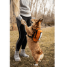 dog with girl