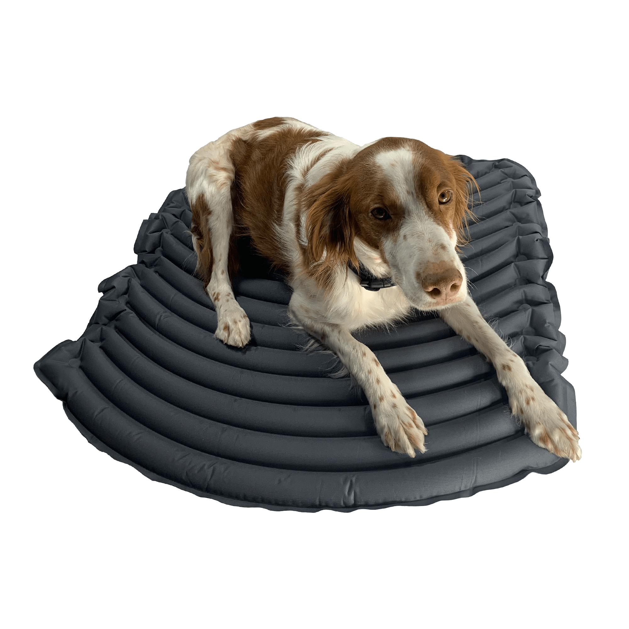 Aero paws inflatable dog bed on sale