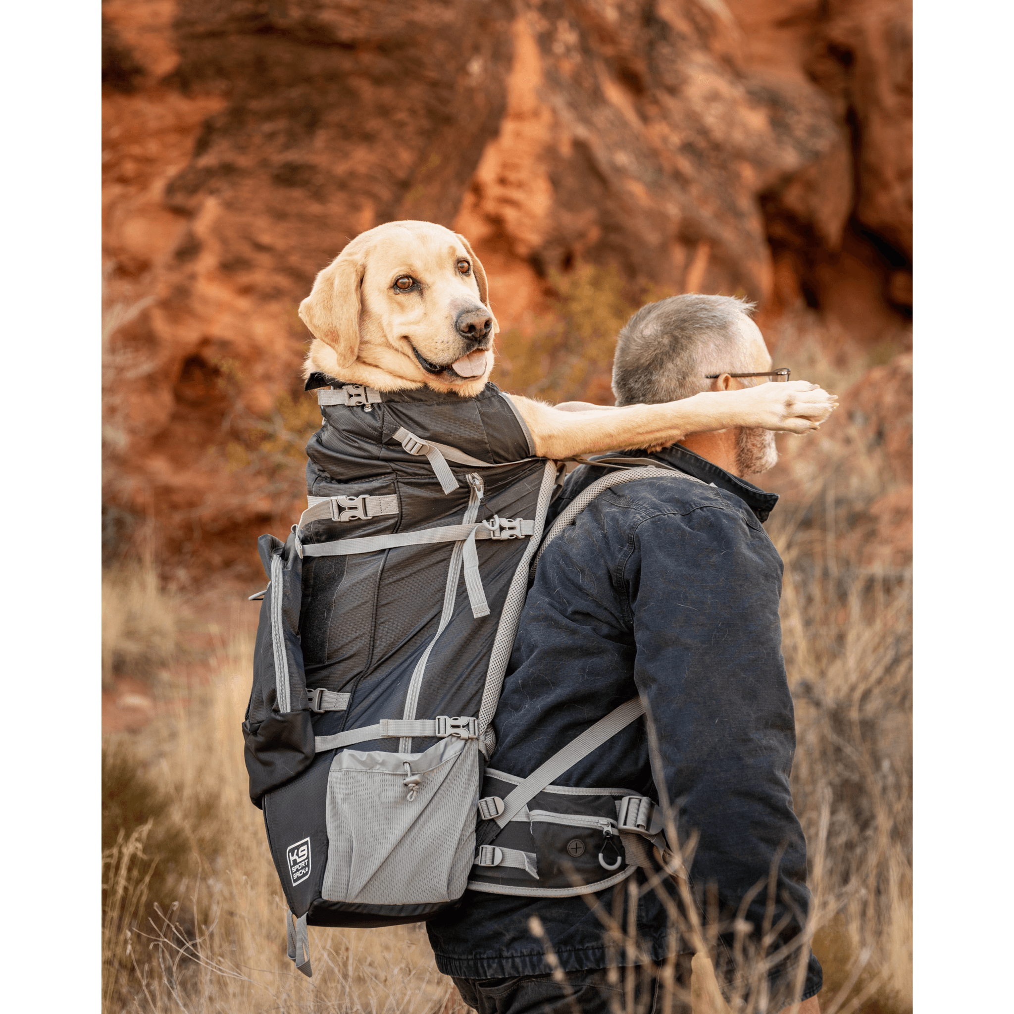 Rover 2  with golden retriever