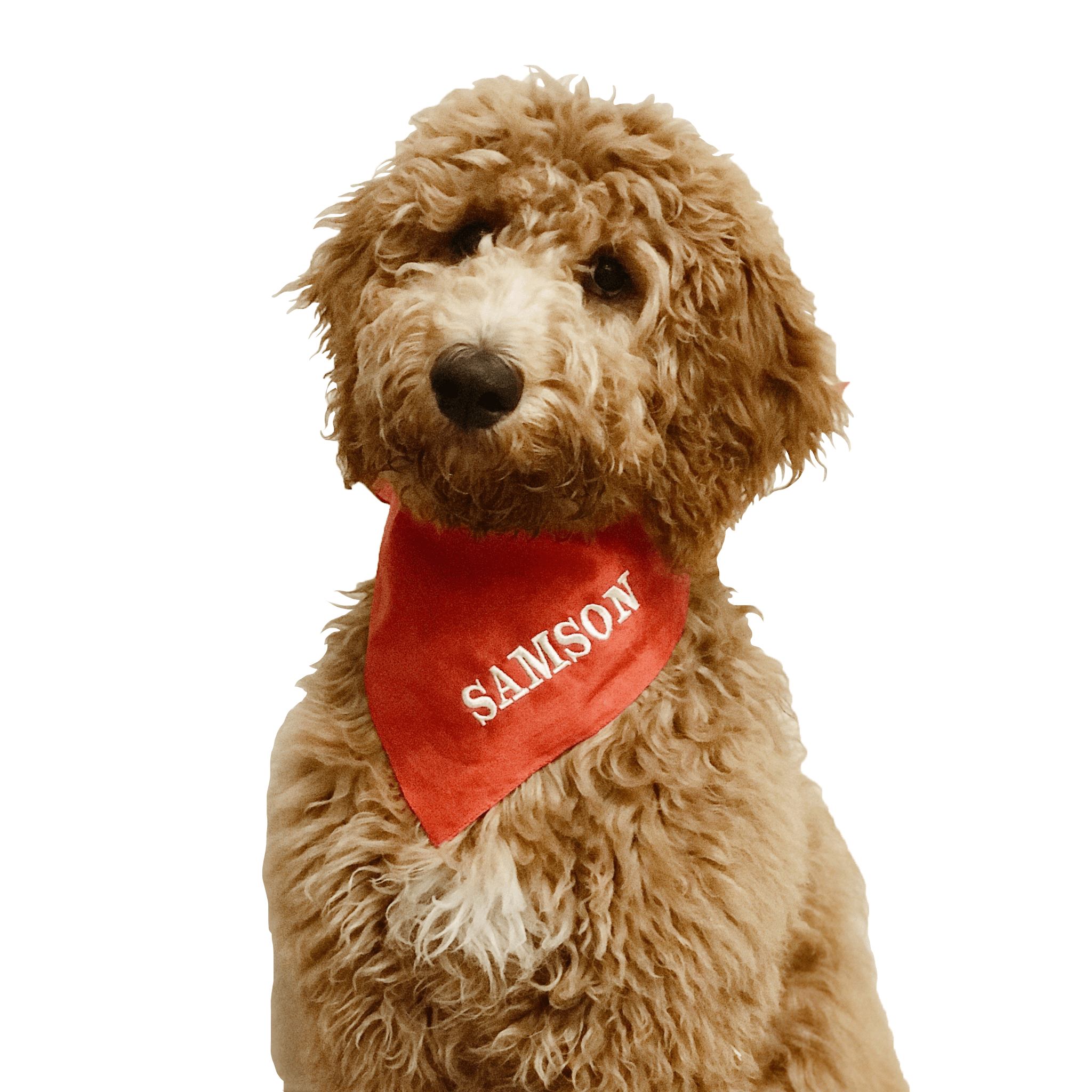custom embroidered dog bandana
