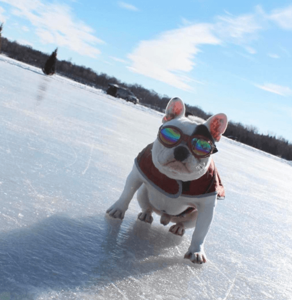 Best Dog Goggles UV Eye Protection K9 Sport Sack Shades