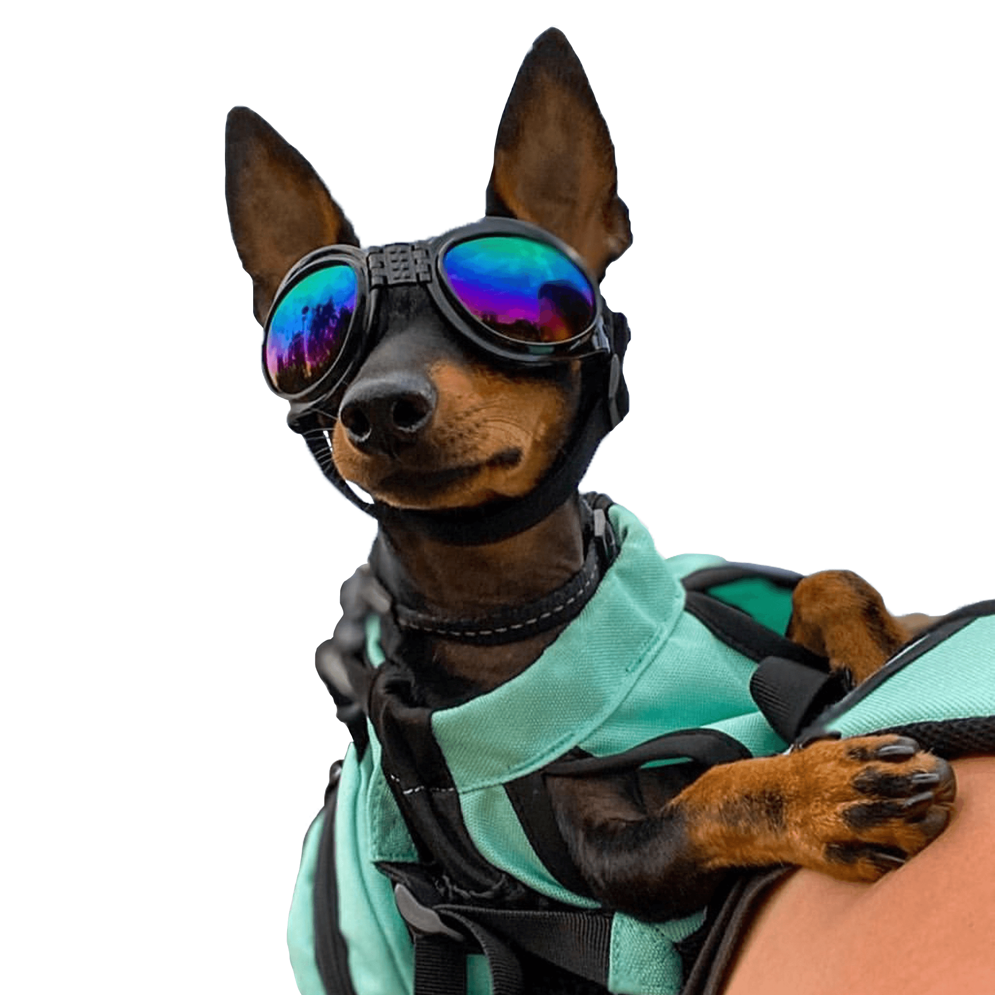 small dog goggles for sun