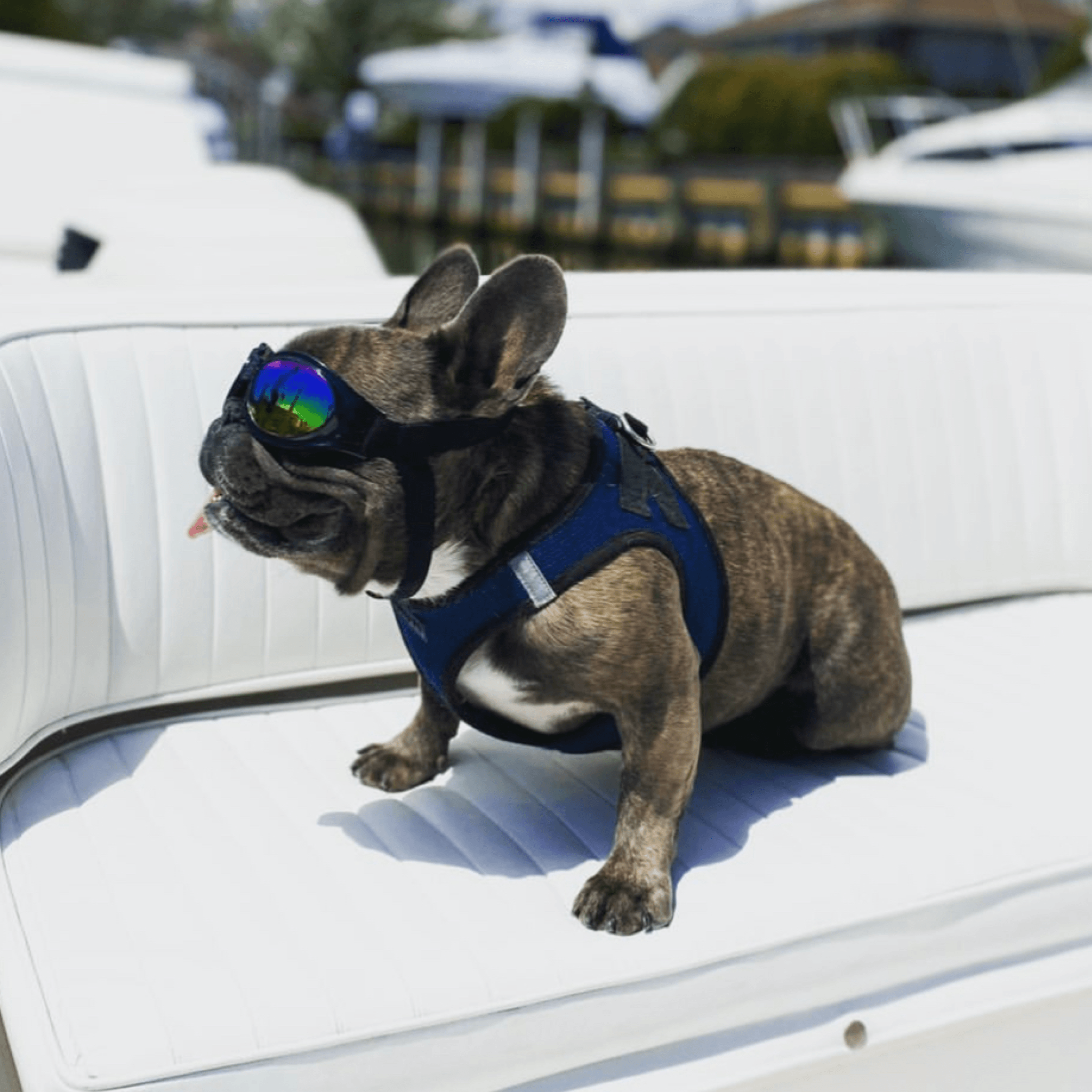 enjoying best dog goggles for car motorcycle