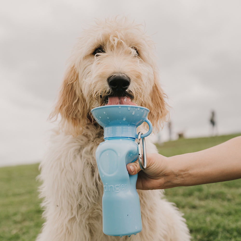 The 9 Best Dog Water Bottles for Runners, Hikers, and Travelers